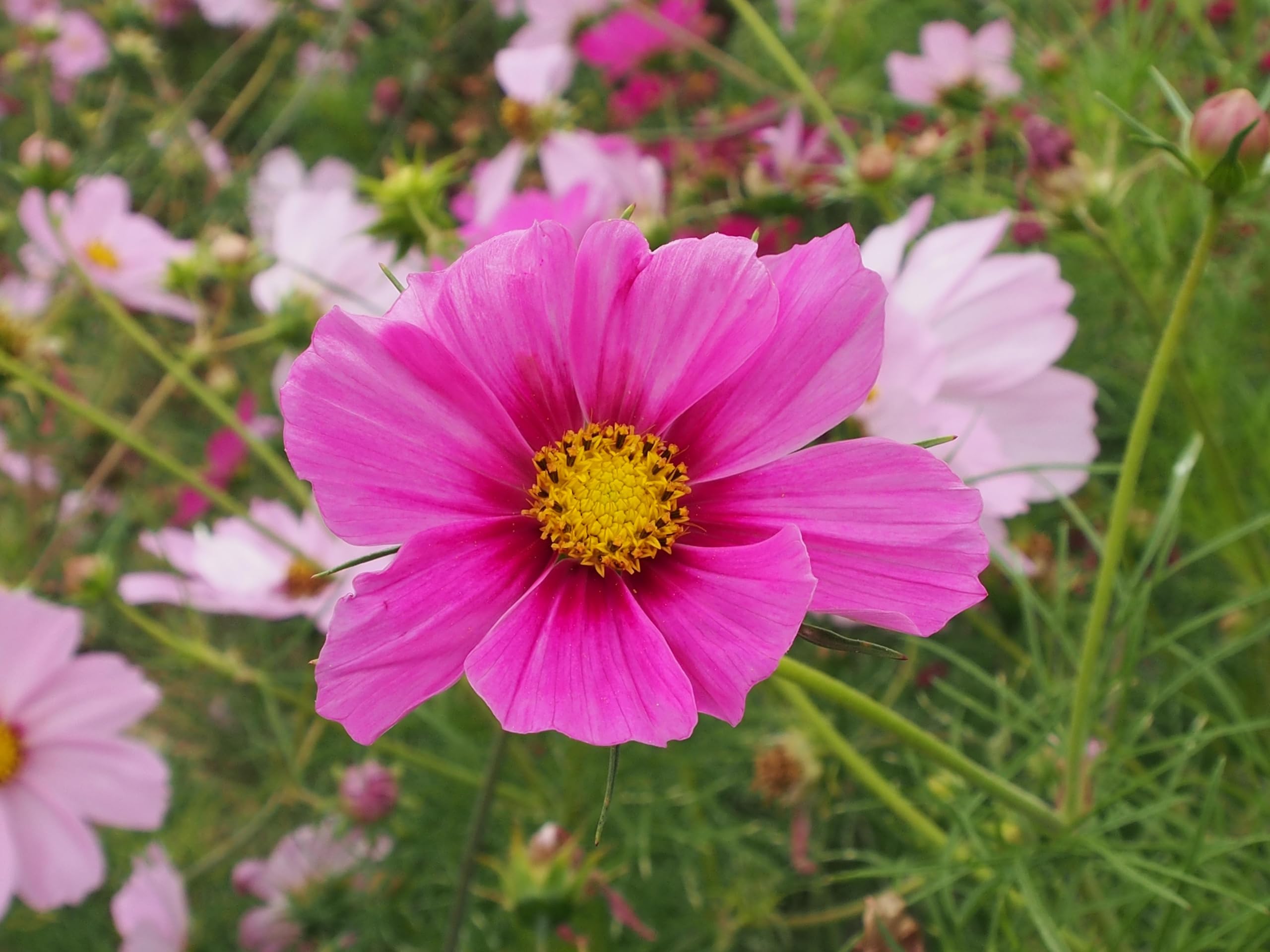 Schmuckkörbchen, Cosmea Mix - in Rot & Orange (Cosmos bipinnatus & Cosmos sulphureas). Bienenweide, die Blüten sind essbar! (20.000 Samen = 128,0g)