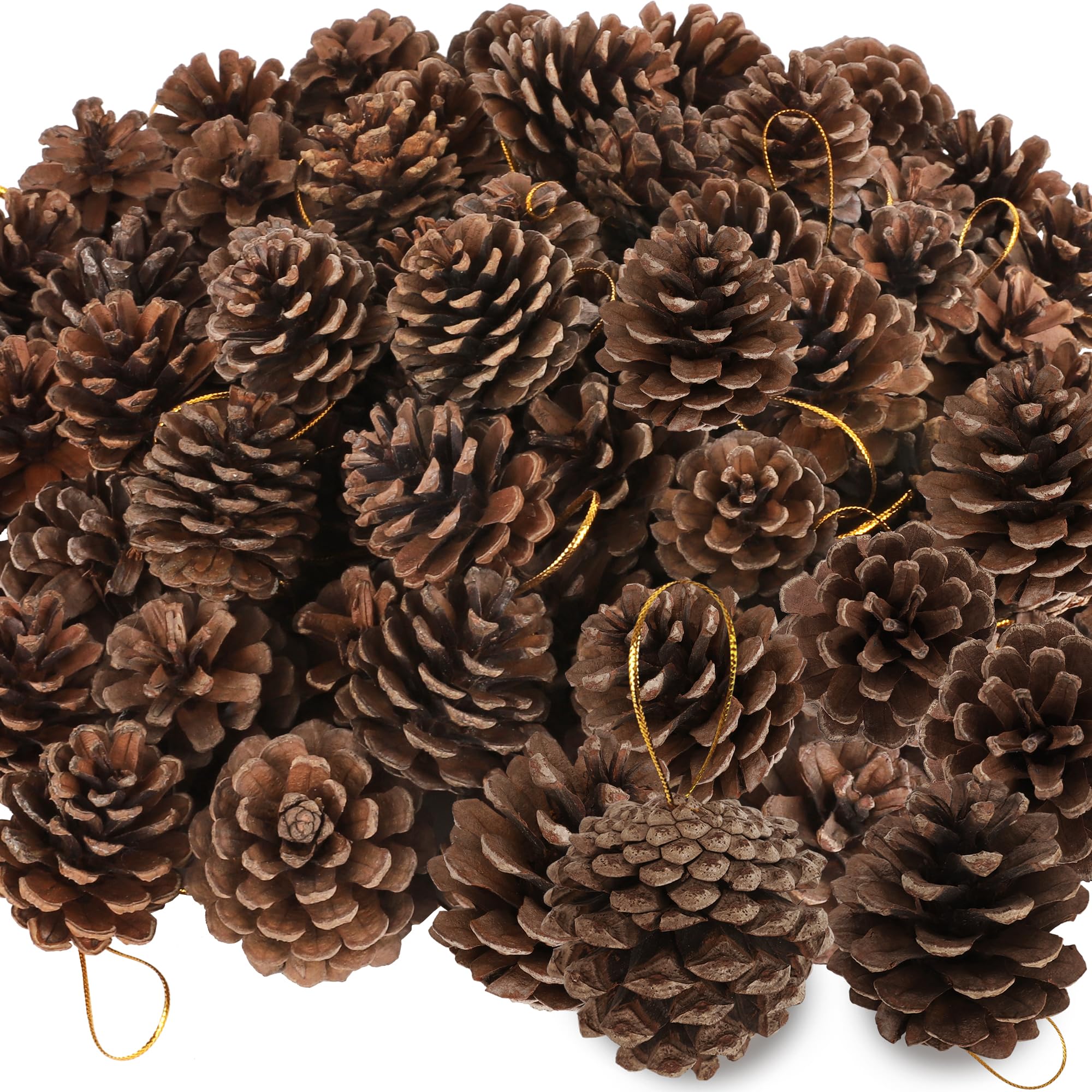 Helimoto Confezione da 50 pigne naturali, 5,5 cm, pigne naturali per artigianato, pigne rustiche con corda dorata, per decorazioni invernali fai da te, albero di Natale, decorazioni da tavola