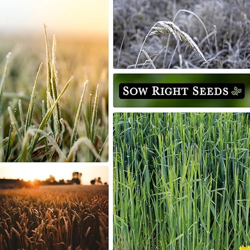 Miniatura 4 de Sow Right Seeds - Semilla de centeno de invierno para plantar - Cubra los cultivos para plantar en el huerto de su hogar - Enriquece el suelo y