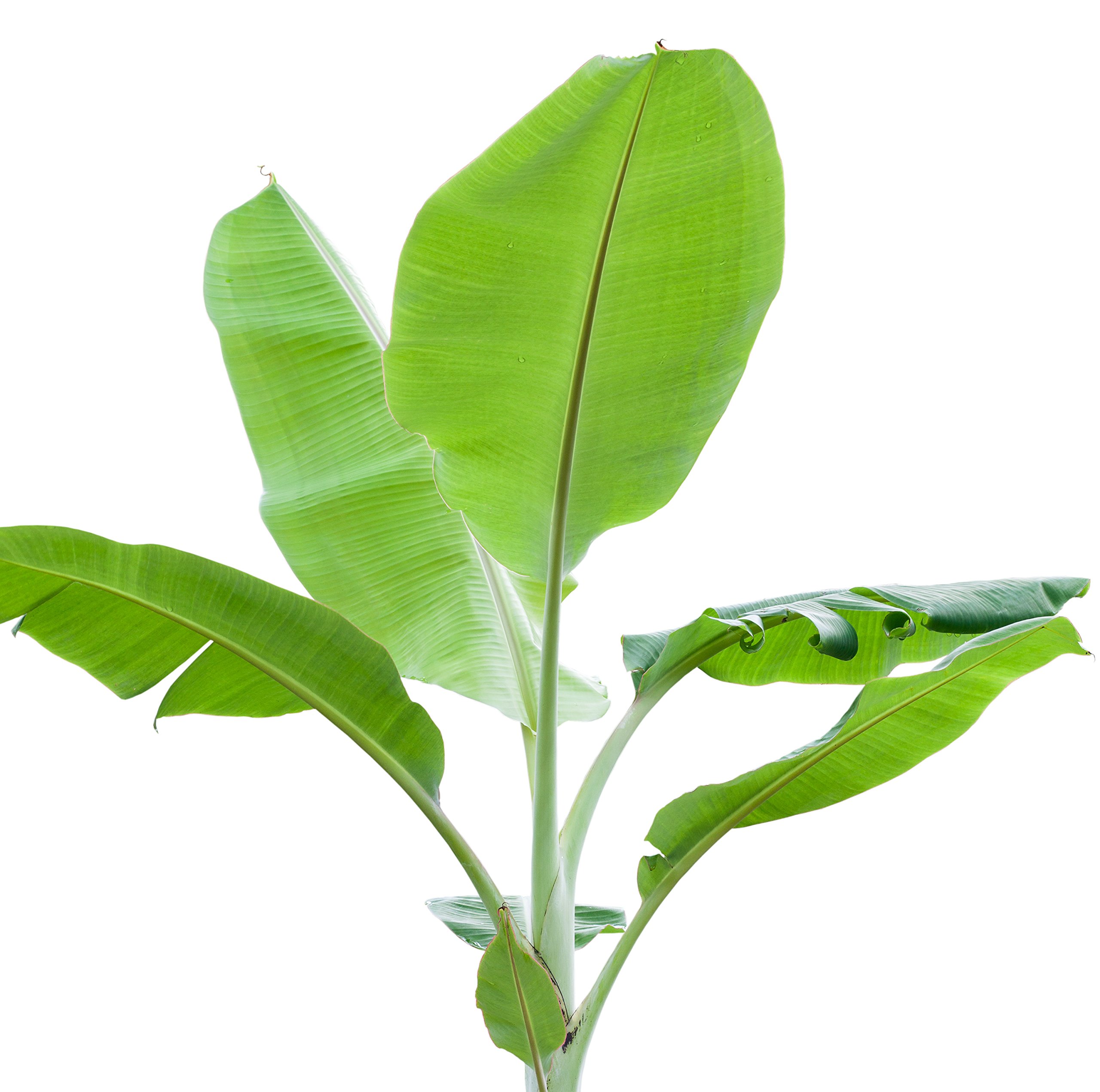 Buy Dwarf Namwa Banana Tree (Pisang Awak) Live - Musa Online at