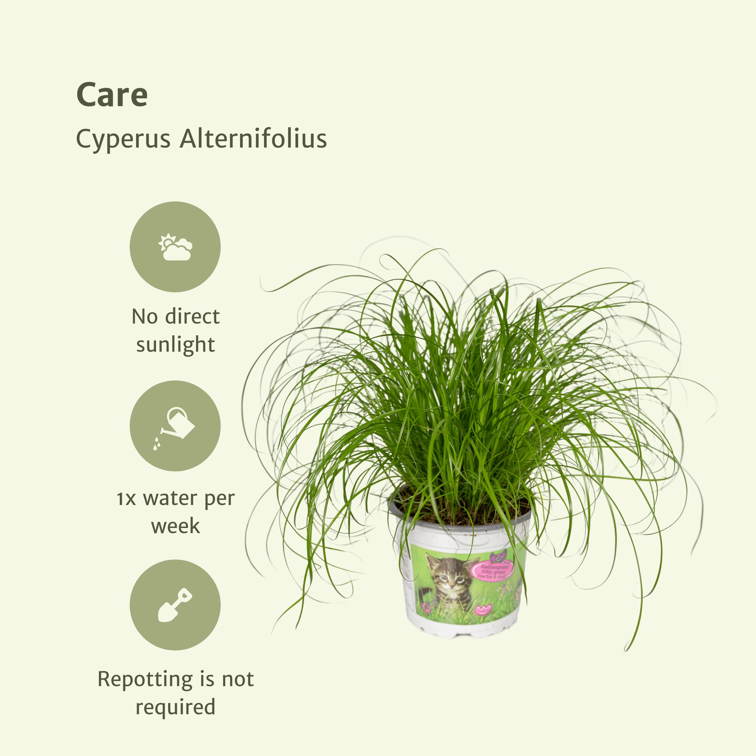 Cyperus alternifolius - Herbe à chat | 4 pièces - 20cm - Ø12cm - Plante d'intérieur - Vert persistant - Multideal