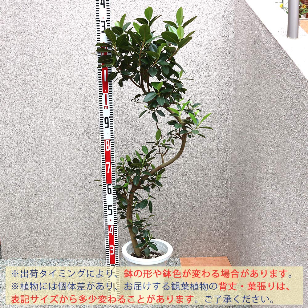 Amazon｜ITANSE フランスゴム 観葉植物 大型 8号プラスチック鉢 