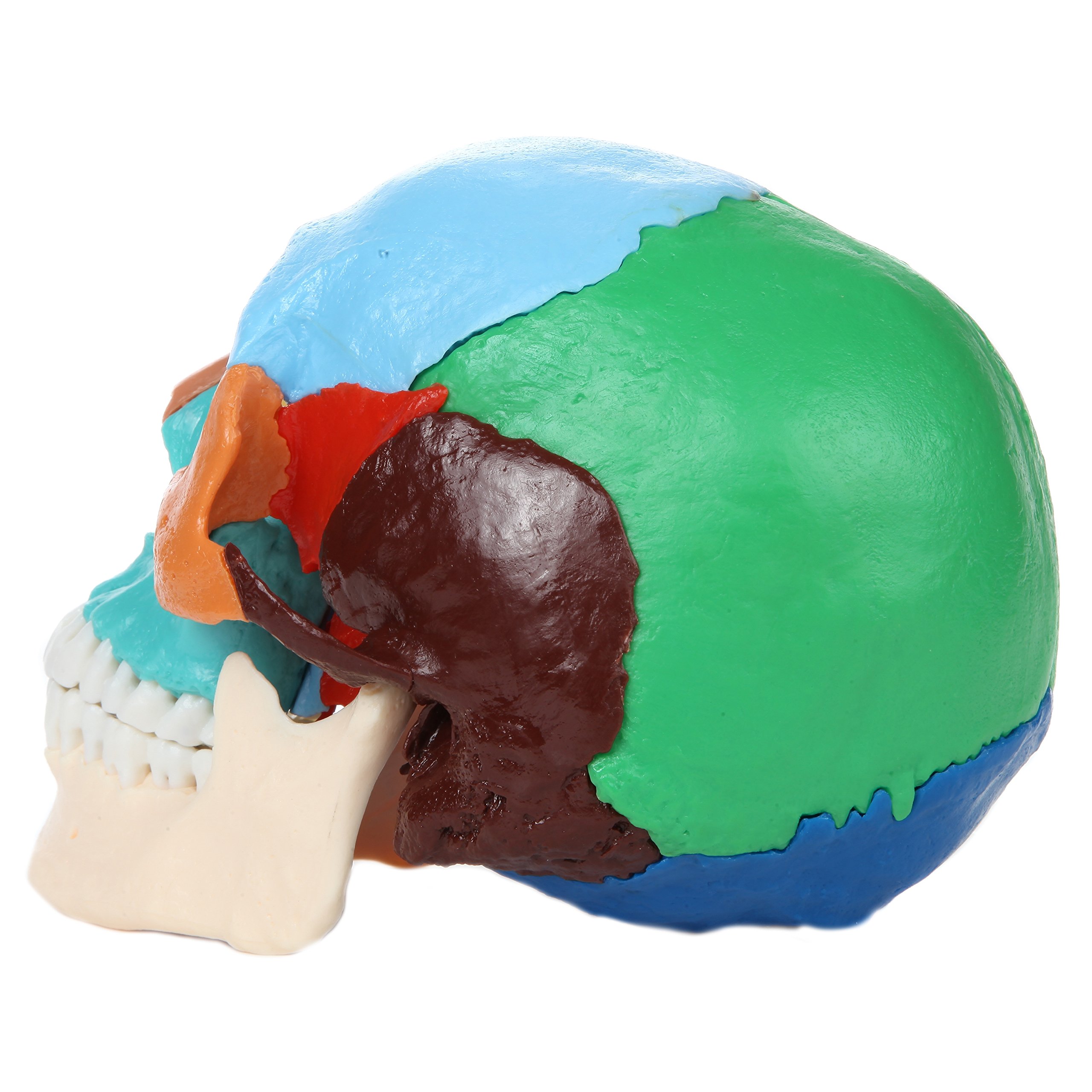 Amazon.com: Axis Scientific 22-Part Didactic Human Skull, Cast