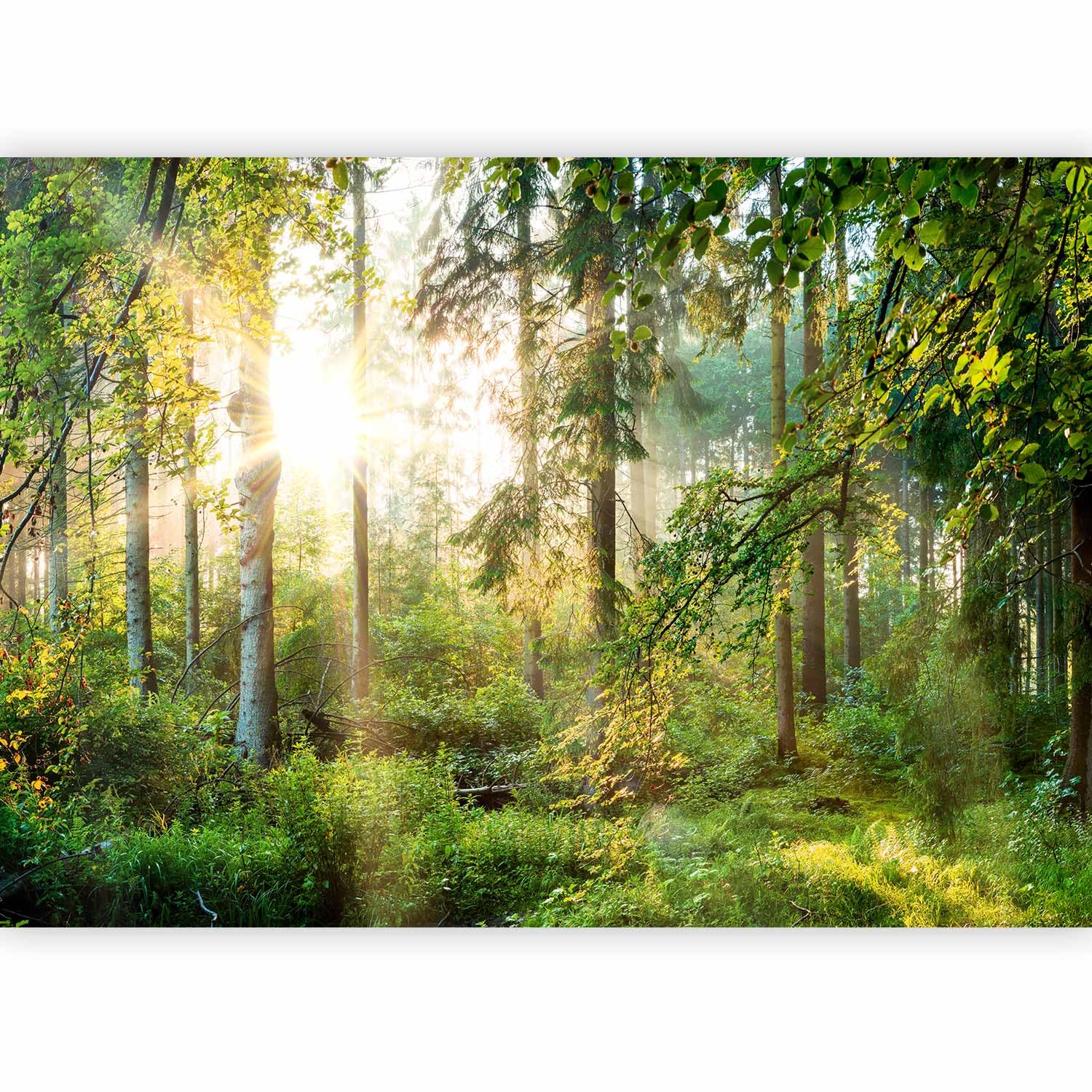 murando Photo Wallpaper 441x315 cm Peel and Stick Self-Adhesive Foil Print Wall Mural Wand Landscape Nature Forest c-C-0032-a-b โ image 1
