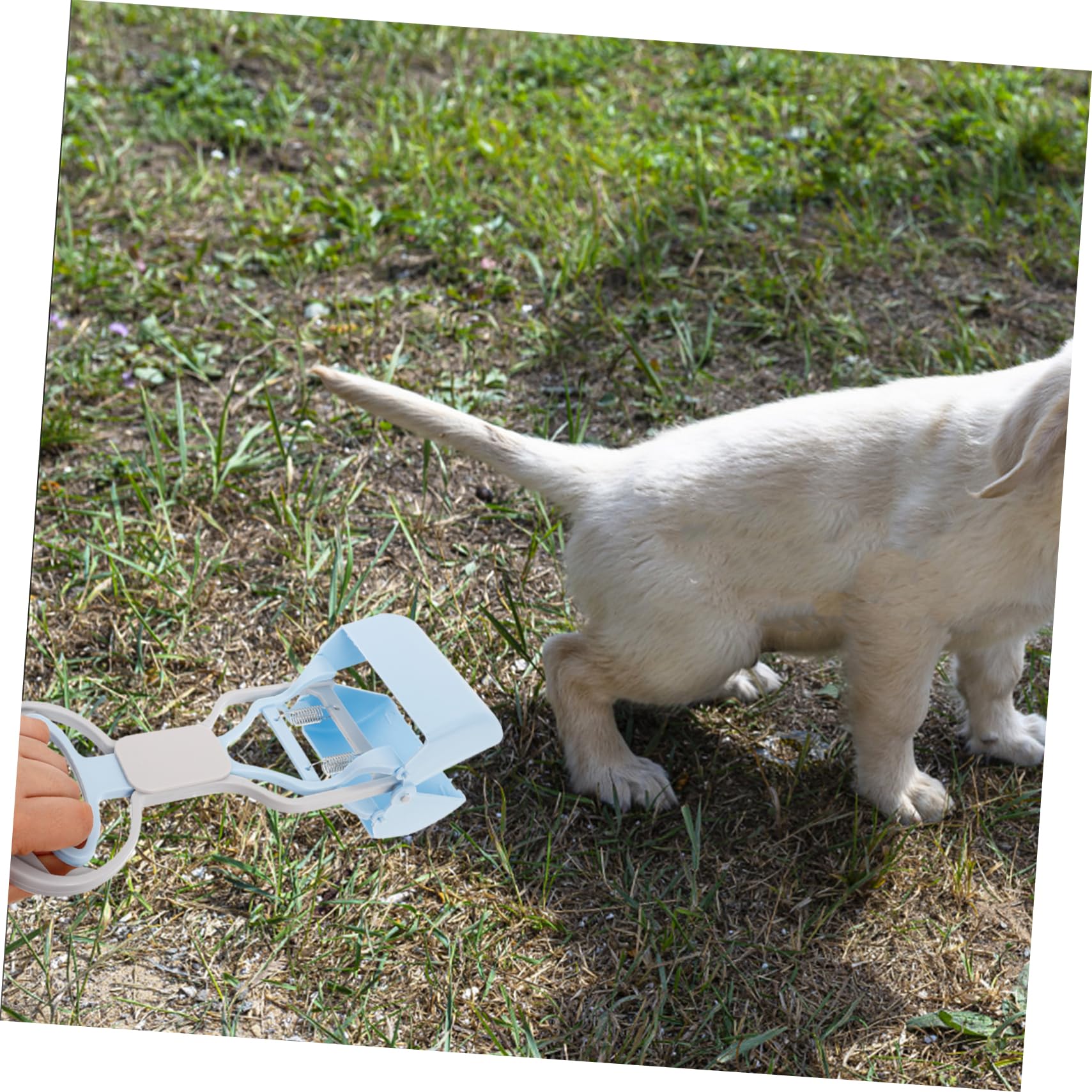 Sosoport 5pezzi Scooper Riutilizzabile per Feci di Animali Domestici Strumento Pratico e Resistente Manico per Pulizia Facile Giardino e Passeggiate Accessorio per Cani e Gatti