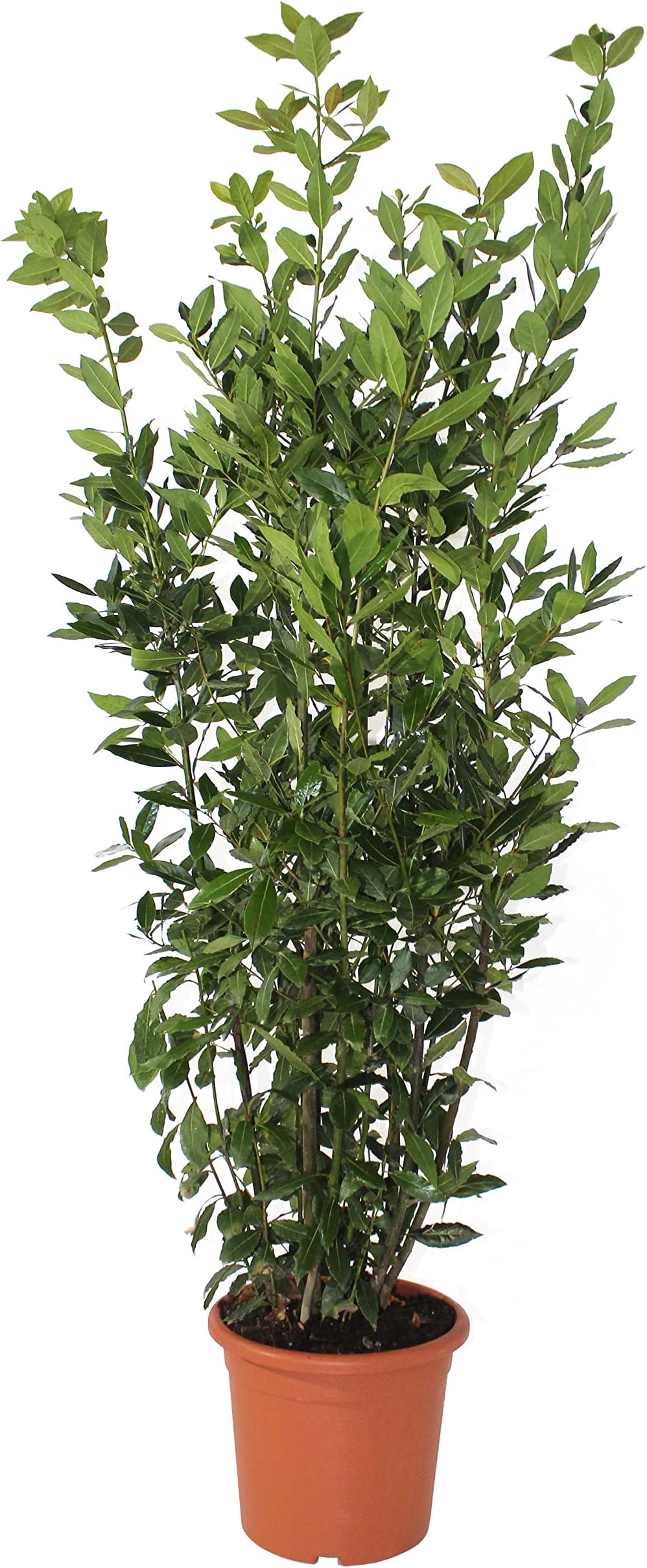 Poirier Nain (Pyrus Communis) - Arbre Fruitier Extérieur En Pot 24 Cm - Plante De Jardin Ornementale