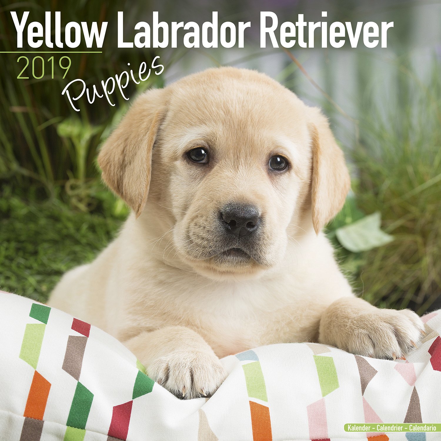 Yellow Labrador Puppies Calendar - Dog Breed Calendars - 2018 - 2019 Wall Calendars - 16 Month by Avonside