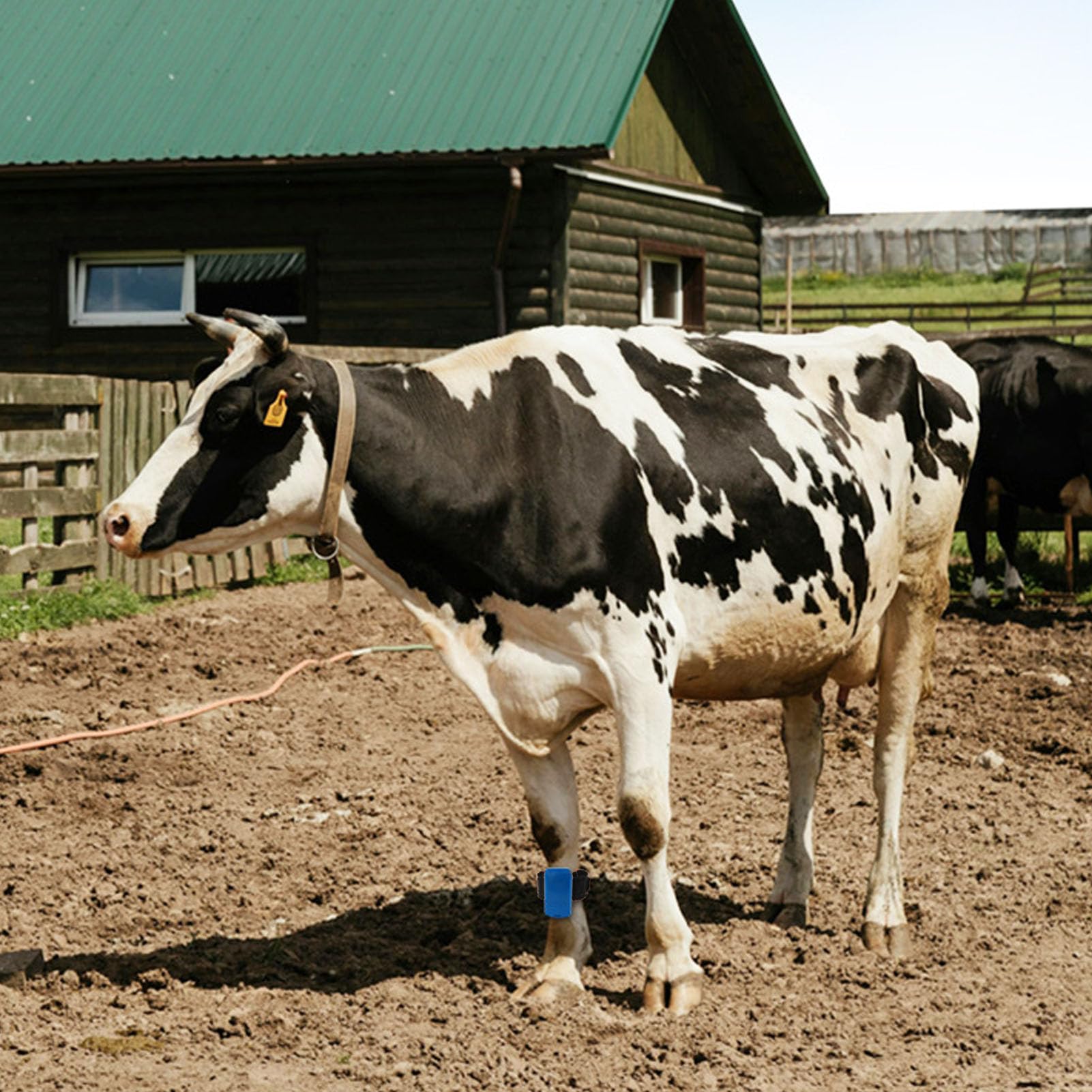 10 pièces bande de pied de vache, souple, Flexible, surveillance précise, étiquette de podomètre de vache, sangle de pied en plastique pour la gestion du bétail