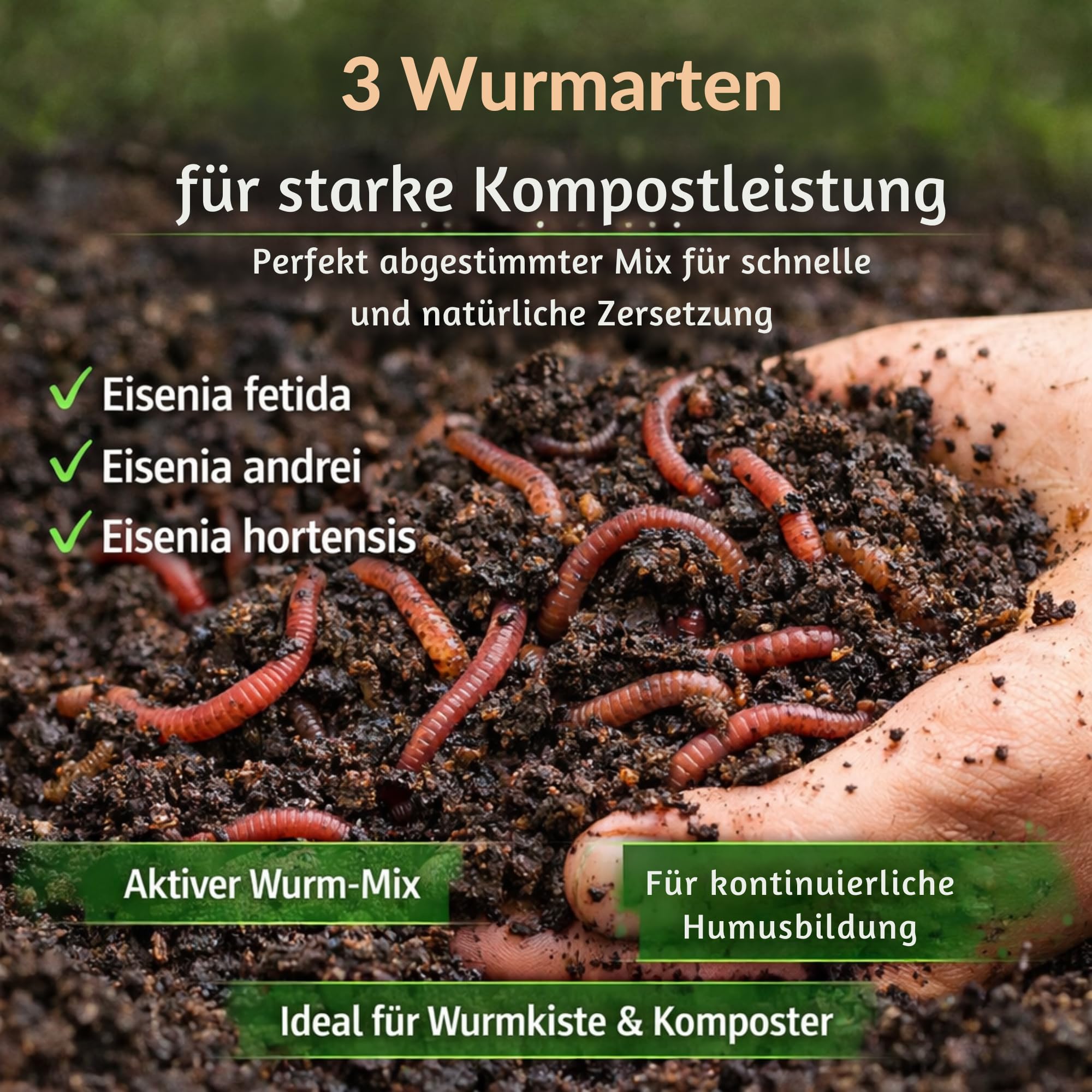 Kompostwürmer Eisenia Mix (1000, 2000, 6000 oder 8000 Stück) – 3 Arten für Wurmkiste, Komposter und Garten – Eisenia fetida, Andrei & hortensis (Dendrobena) – mit Wurmhumus Substrat