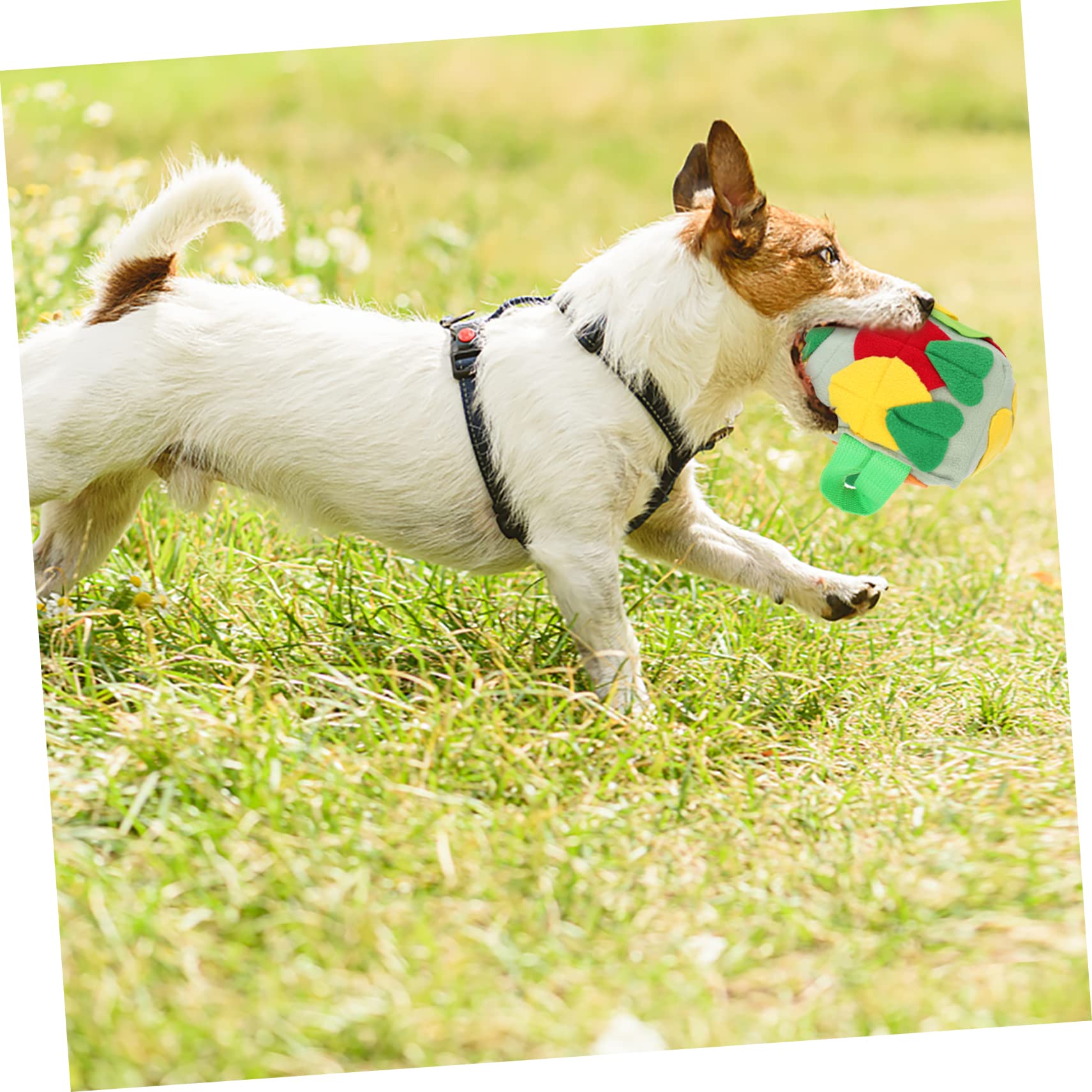 Angoily 3stücke Hundeschnüffelball Interaktives Futterspielzeug Für Hunde Fördert Die Sinne Bunte Farben Stressabbau Für Kleine Bis Große Hunde Für Spiel Und Spaß Beim Füttern