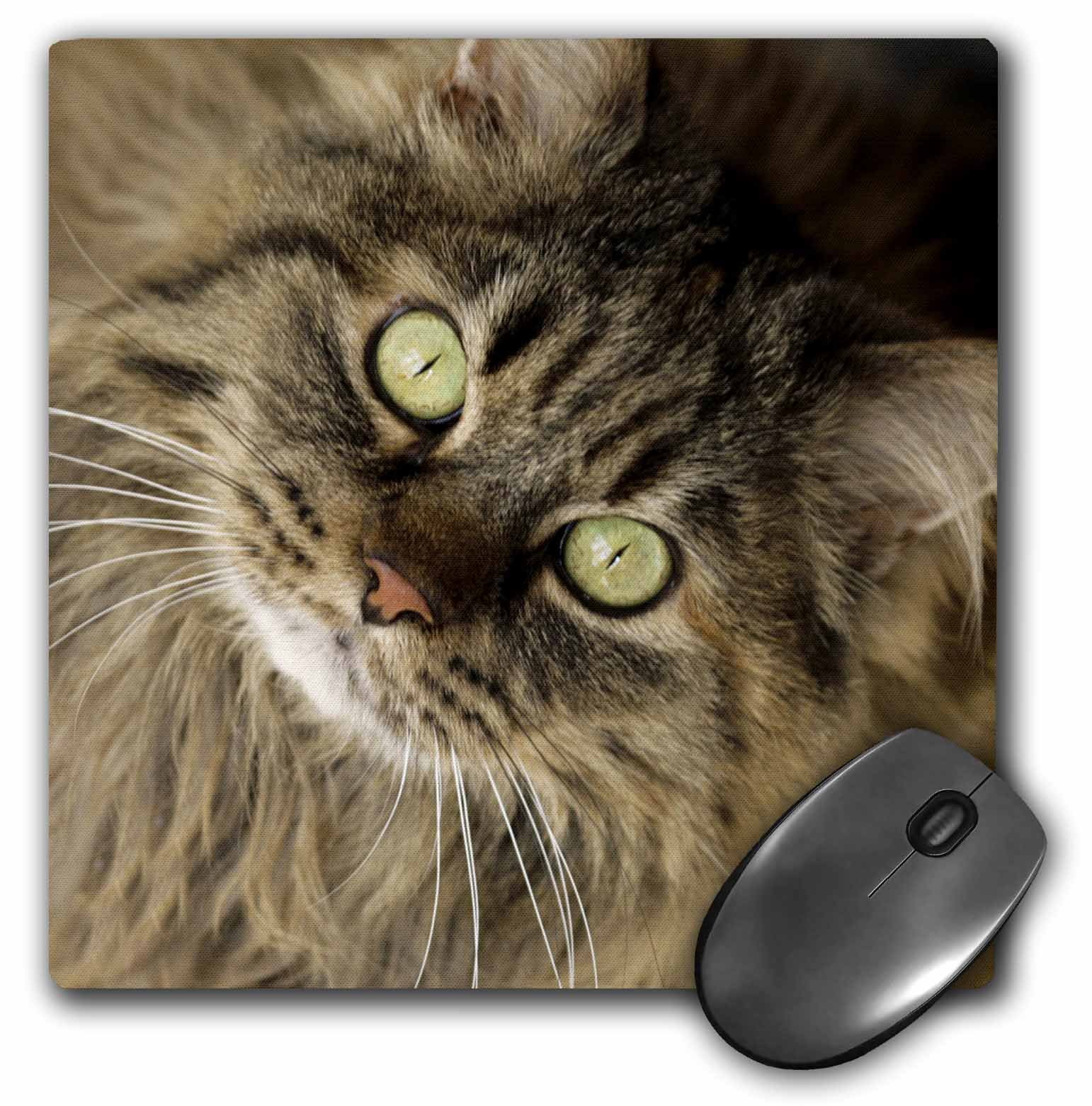 3dRoseLLC 8 x 8 x 0.25 Inches Mouse Pad, Maine Coon Cat Santa Fe New Mexico Julien Mcroberts (mp_92674_1)