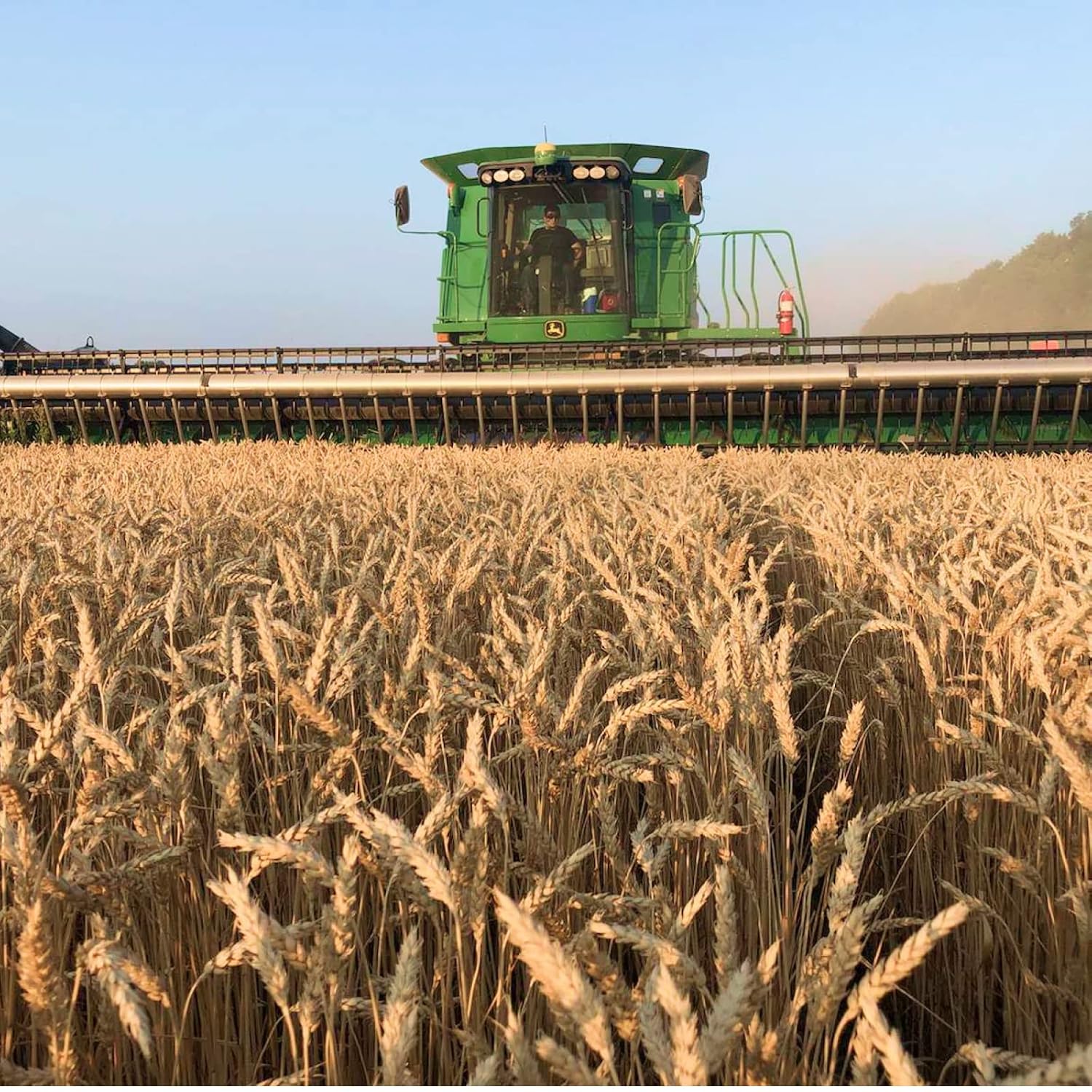 Soft Red Wheat Berries Organically Grown in Michigan, Farmer Direct, USDA Organic Certified, Non-GMO, 25 Lbs Total // Findlay's Organics