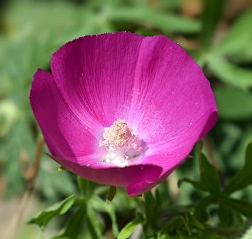 Sherwoods Seeds Poppy Mallow Seeds