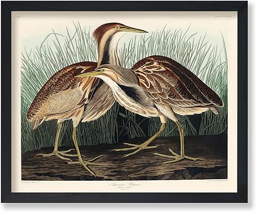 Miniatura 106 de Poster Master Póster vintage de colibríes, impresión de formas de arte retro en la naturaleza, arte de pájaros, regalo para él, ella y amante de los