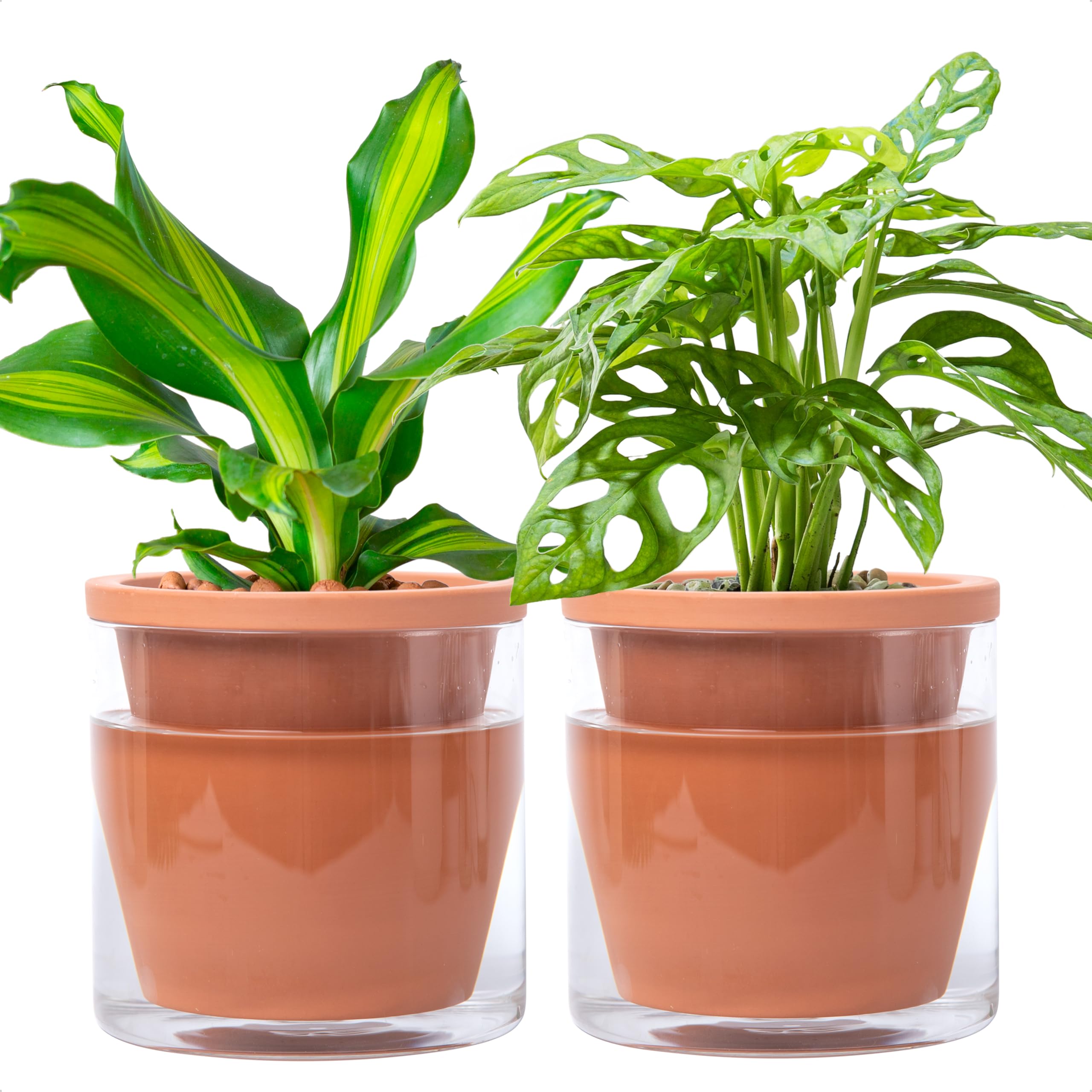 D'vine Dev Self-Watering Pot