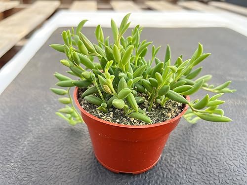 Miniatura 50 de Othonna capensis L.H.Bailey de 4 pulgadas, rara suculenta colgante de color púrpura completamente enraizada en macetas con mezcla de tierra, Collar