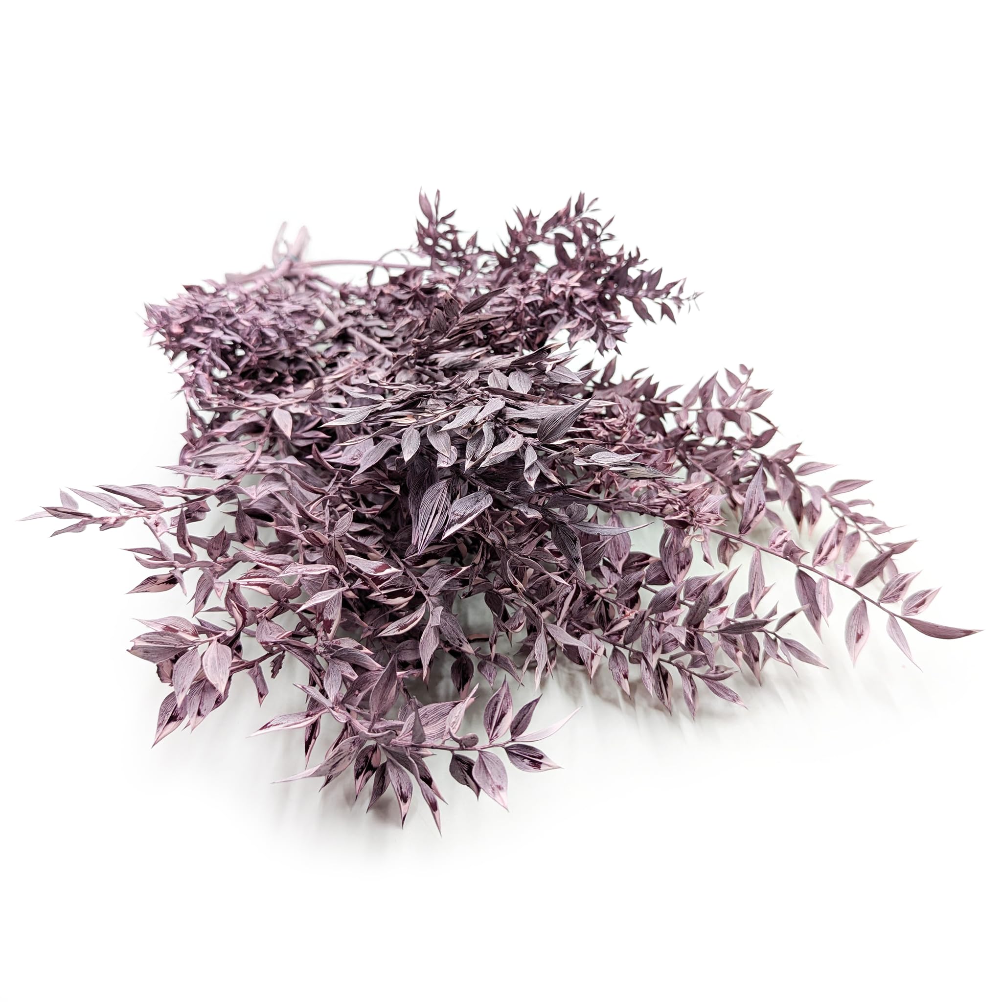 Enchanted Fleurs Séchées Naturelles, Ruscus Stabilisé, 100 g, Violet Mat