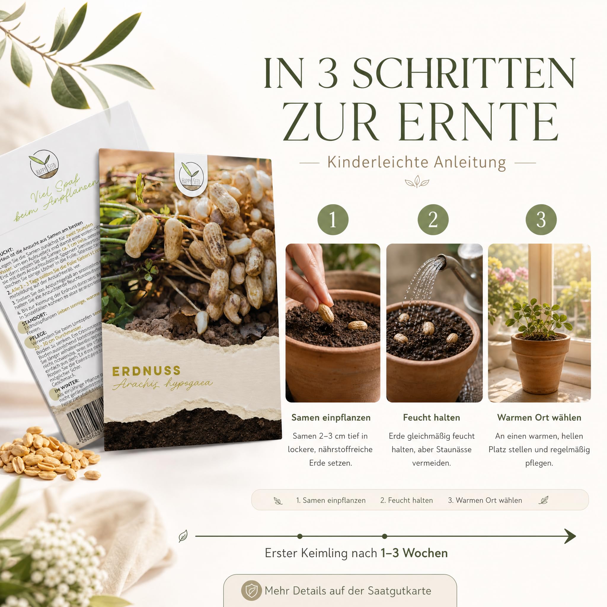 Erdnuss Samen (Arachis hypogeae) - Nhrstoffreiches Erdnuss Saatgut ideal  fr die Anzucht im Garten, Balkon oder Terrasse : Amazon.de: Garten