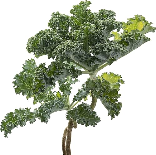 Semillas de col rizada, más de 250 Vates Blue Scotch rizado, reliquia, semillas sin OMG, Brassica oleracea VAR. Acephala