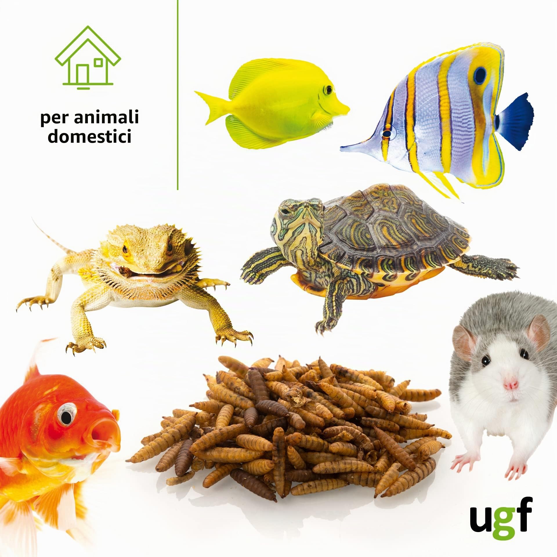 UGF - Larve di mosca soldato essiccate - 75 g in un secchio da 500 ml, Hermetia (simili ai vermi della farina), cibo per uccelli selvatici tutto l'anno, cibo per ricci, quaglie, criceti, pesci