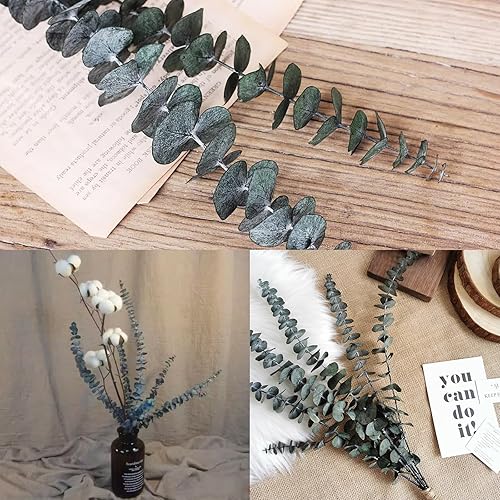 Miniatura 4 de Eucalipto para ducha, 10 piezas de tallos de eucalipto secos colgantes de 17 pulgadas, hojas de eucalipto reales 100% hechas de eucalipto fresco,