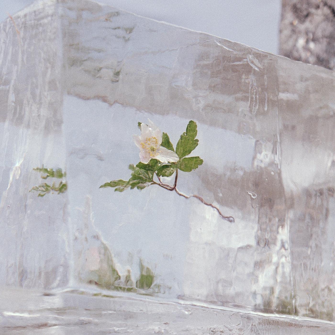 Efterklang - Windflowers Indie Only