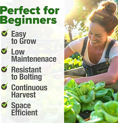 Miniatura 4 de HOME GROWN Paquete a granel de semillas de lechuga crujientes de mantequilla, 1975 semillas tradicionales para jardín hidropónico interior y
