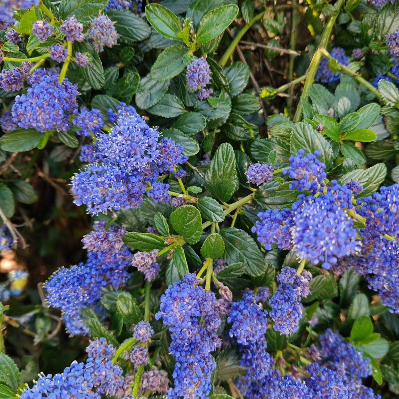 Carbeth Plants Ceanothus Shrub in 9cm Pot - Evergreen Blue Flowering Shrub - Hardy, Garden Ready Outdoor Plant for Borders & Walls (2, Puget Blue)