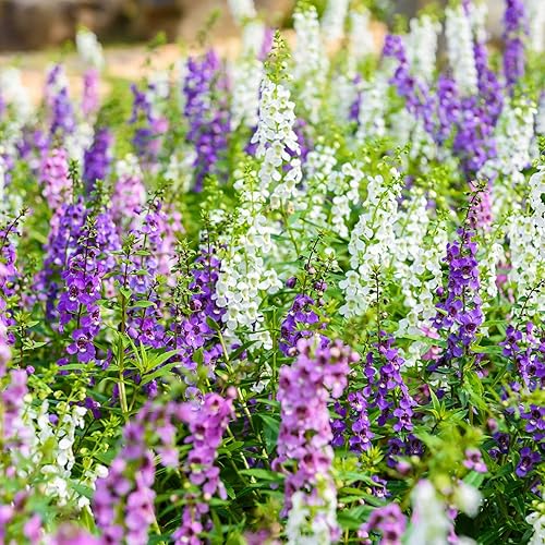 Miniatura 1 de Angelonia Flower Garden Seeds - Serena Mix Waterfall - Paquete de 10 semillas - Pelleted - Jardinería anual de flores - Angelonia angustifolia