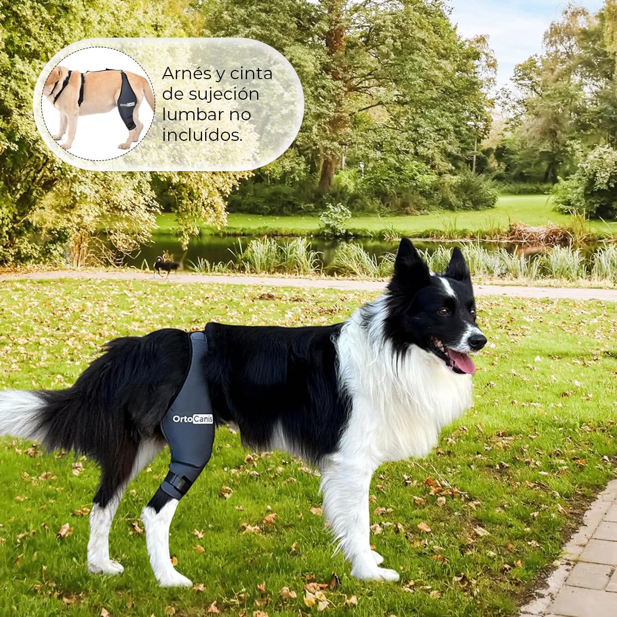 Ortocanis - Rodillera para Perro - Fabricada en Neopreno ARD - para Desgarros LAC, Lesiones de Ligamento, Luxación de Rótula u Osteoartritis - Size X-Small (22-24 cm) - Pierna Trasera Izquierda