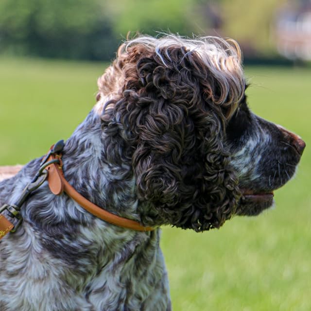 Foto 5 de 5 de Ancol Timberwolf - Collar Redondo de Cuero para Perro, Color Mostaza, Resistente y Suave, Correa…