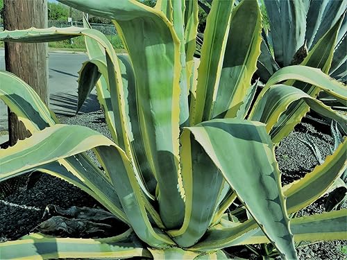 Miniatura 2 de Mezcla de semillas de especies de agave para plantar - 10 semillas - Cultivar especies mixtas de agave - Enviados desde Iowa, EE. UU