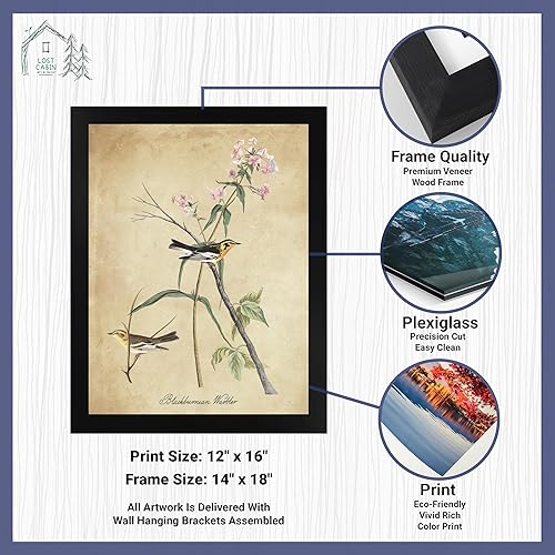 Vista 151 de Towee Bunting by James Audubon - Marco biselado negro de 12 x 16 pulgadas, decoración artística enmarcada para pared, reproducción de pinturas