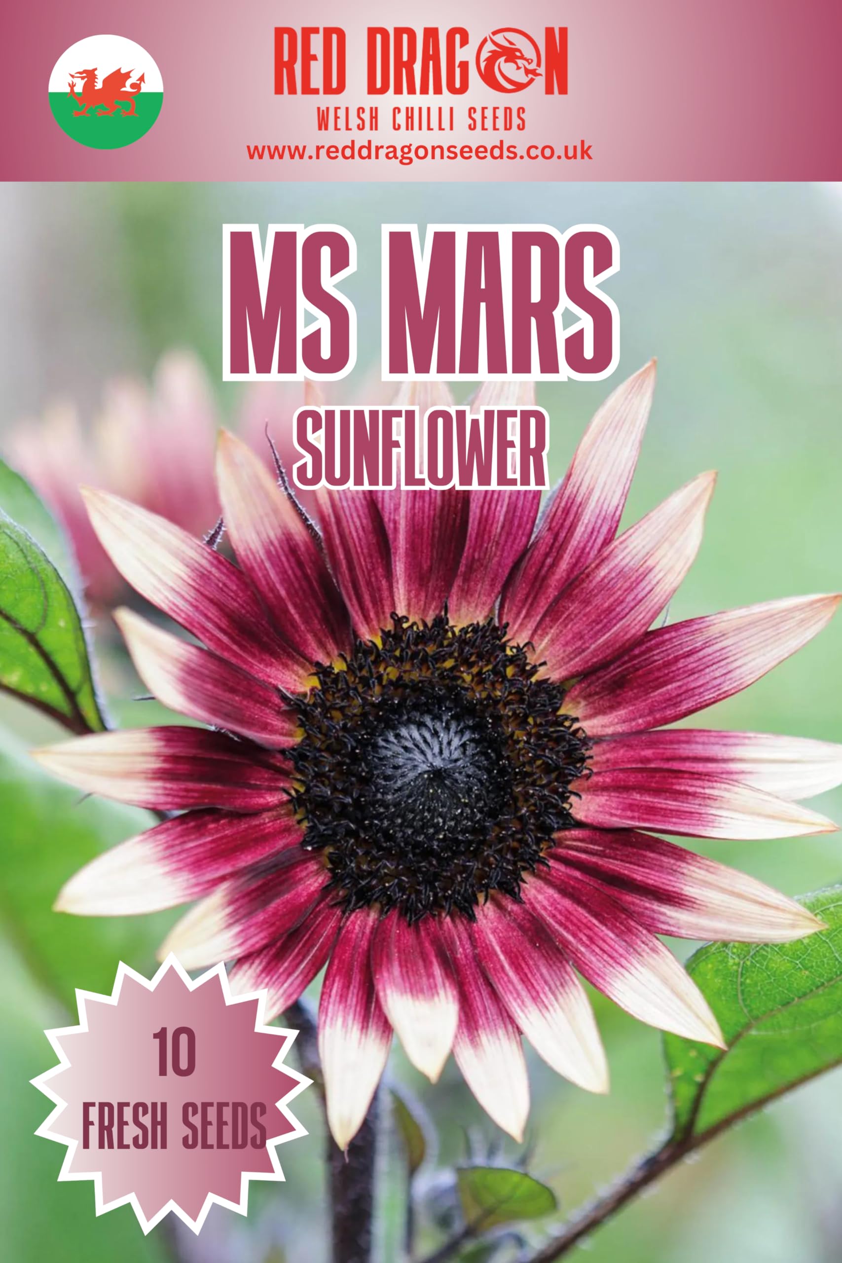MS Mars Sunflower Seeds - 10 Fresh Sunflower Seeds โ image 1