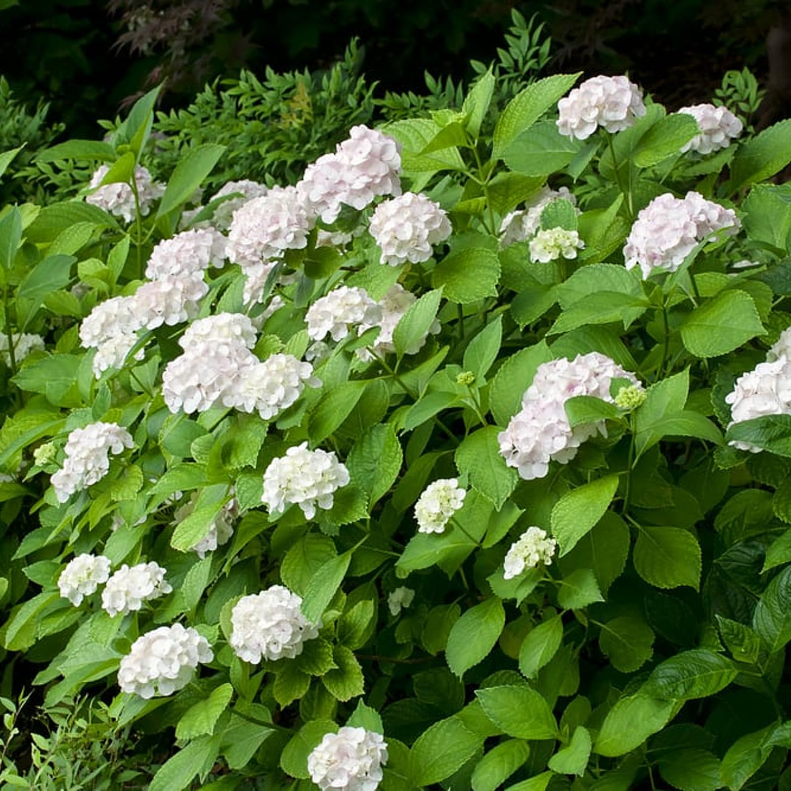 Carbeth Plants White Hydrangea Macrophylla in 5L Pot