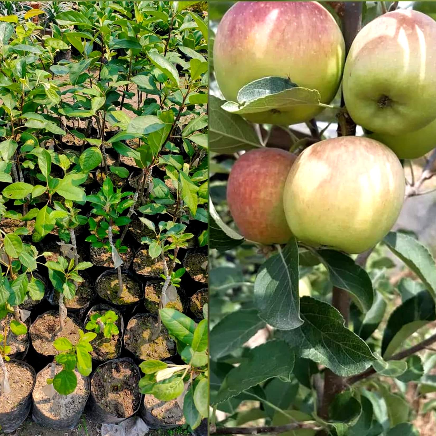 AGRO ALIVE HRMN-99 GRAFTED Apple Plant/Live Apple Plant Especially for Hot Climate/Hot Weather (HRMN-99 Apple Plant) (B09X1Z3LXR) Amazon Price History, Amazon Price Tracker