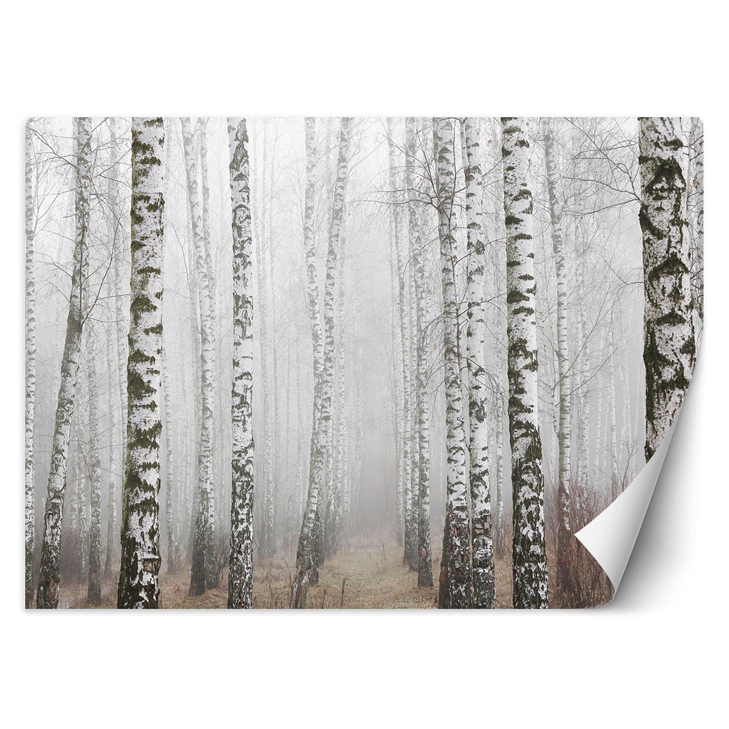 Feeby Papel Pintado Bosque Árboles 350x245 cm Gris Fotomurales Decoración De Paredes Moderna Casa Oficina Despacho Cuarto De Invitados Naturaleza Abedules Niebla