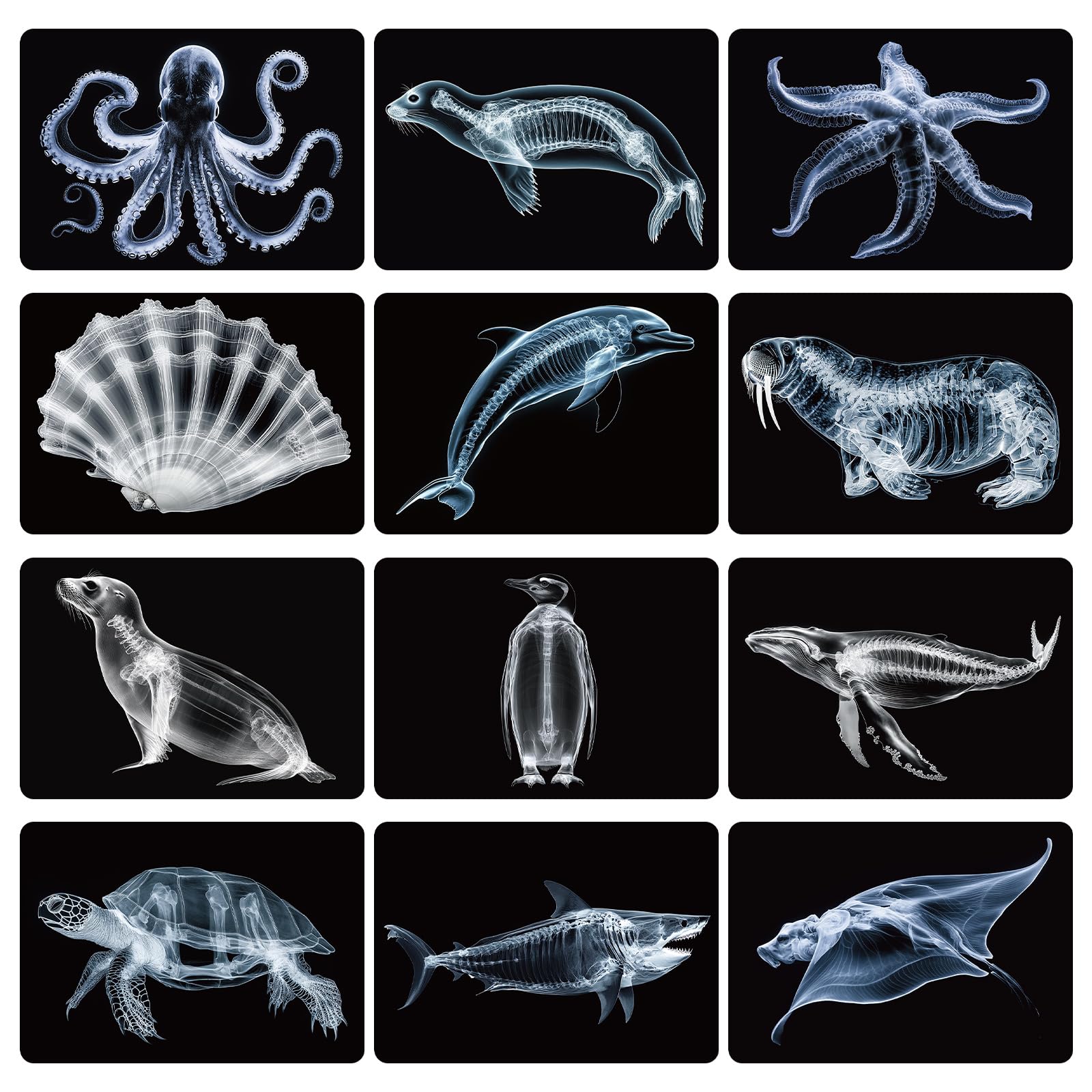 Motiskyy 12 Pcs Animal X-Ray Set Animal X-Ray Flash Cards Educational Science Kit Light Table Accessory, 11.8" x 8.3"(Sea Animals)