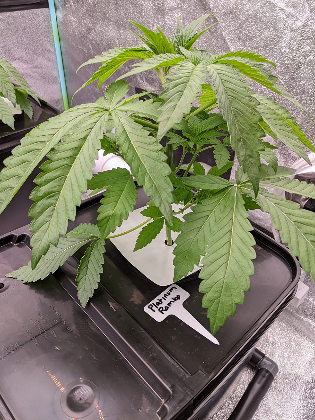 Doktor Doom Spider Mite Fogger, Indoor, 5.5oz. Home