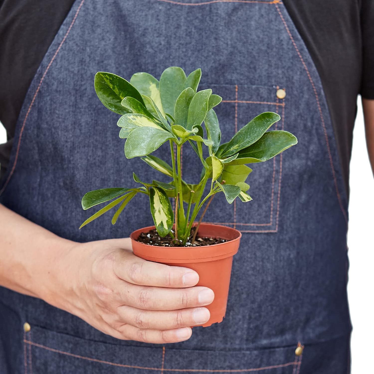 House Plant Shop | Schefflera Arboricola Variegated 'Umbrella Plant' - 4" Pot | Live Indoor Plant | Easy to Care | Natural Décor Plant | Great Gifts| Free Care Guide