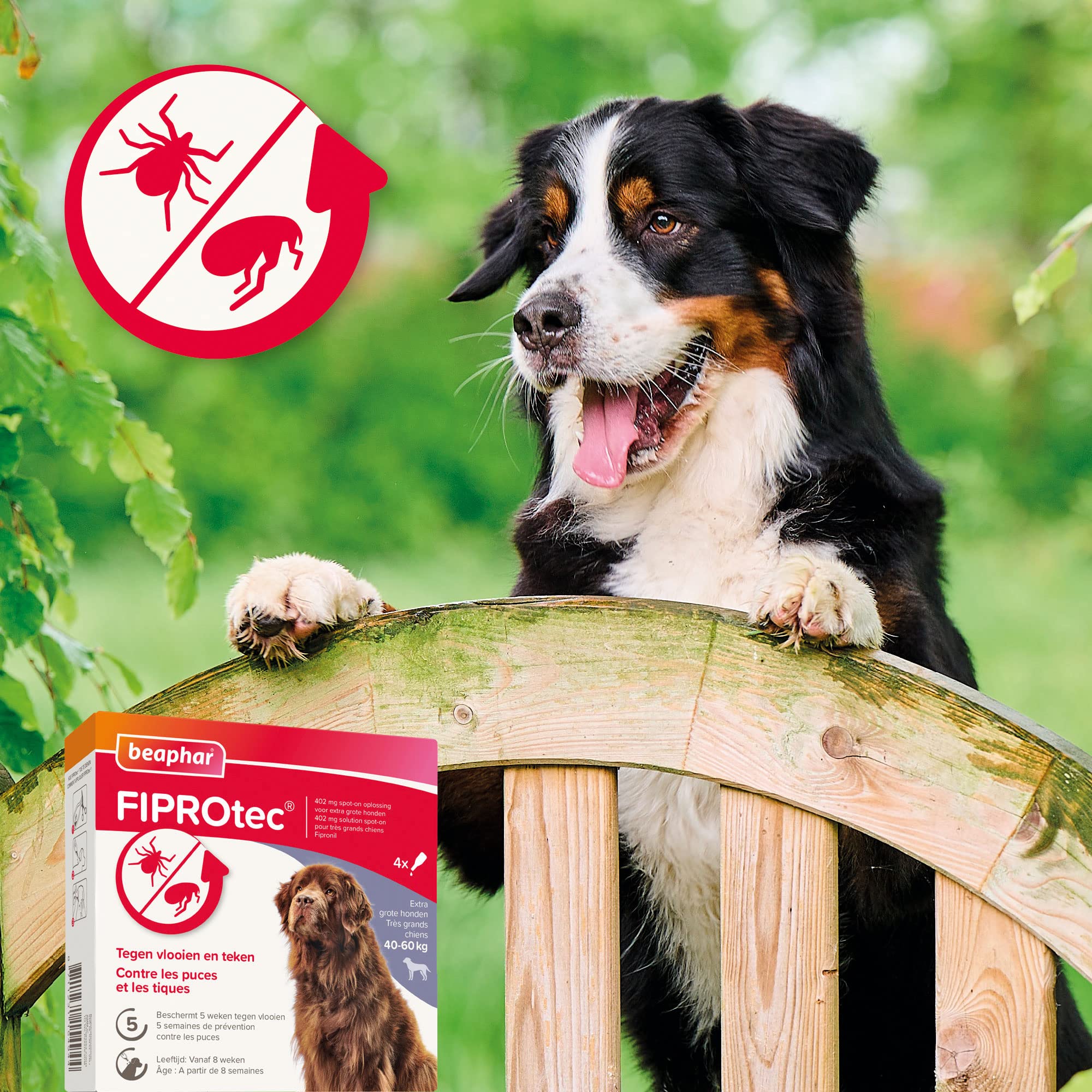 BEAPHAR – FIPROTEC Solution Spot-on pour très Grands Chiens (40-60 kg) 402 mg – À Base de Fipronil – Contre Les Puces – Protège Contre Les Infestations par Les Tiques – 4 Pipettes de 4,02 ML