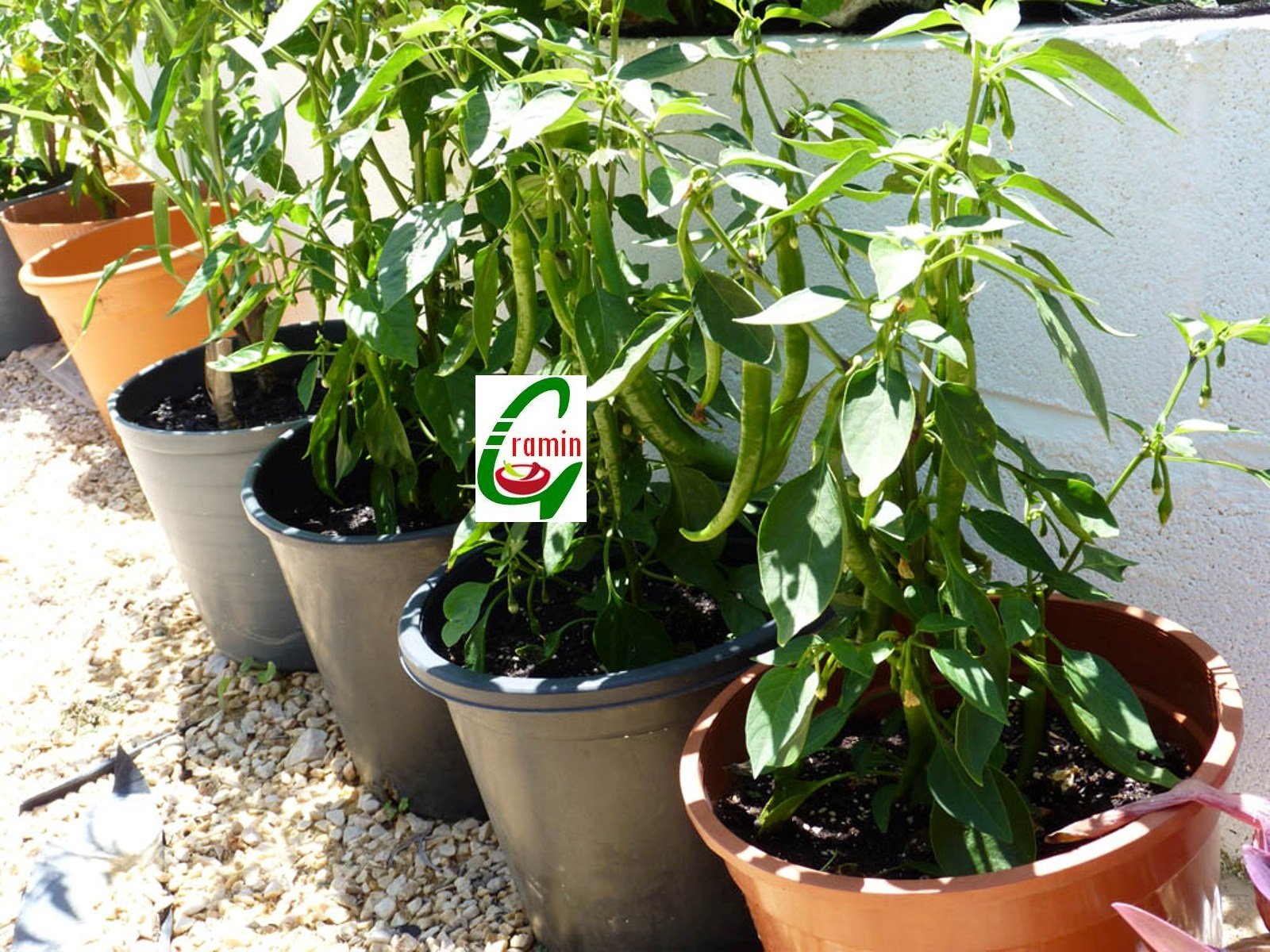 Creative Farmer Seedstores : 25 Seeds of Hybrid Chilli Green Long MHCP-317 SIERRA High Yield Seeds for Kitchen Terrace Balcony Poly House Gardening (B00QSCEQVI) Amazon Price History, Amazon Price Tracker