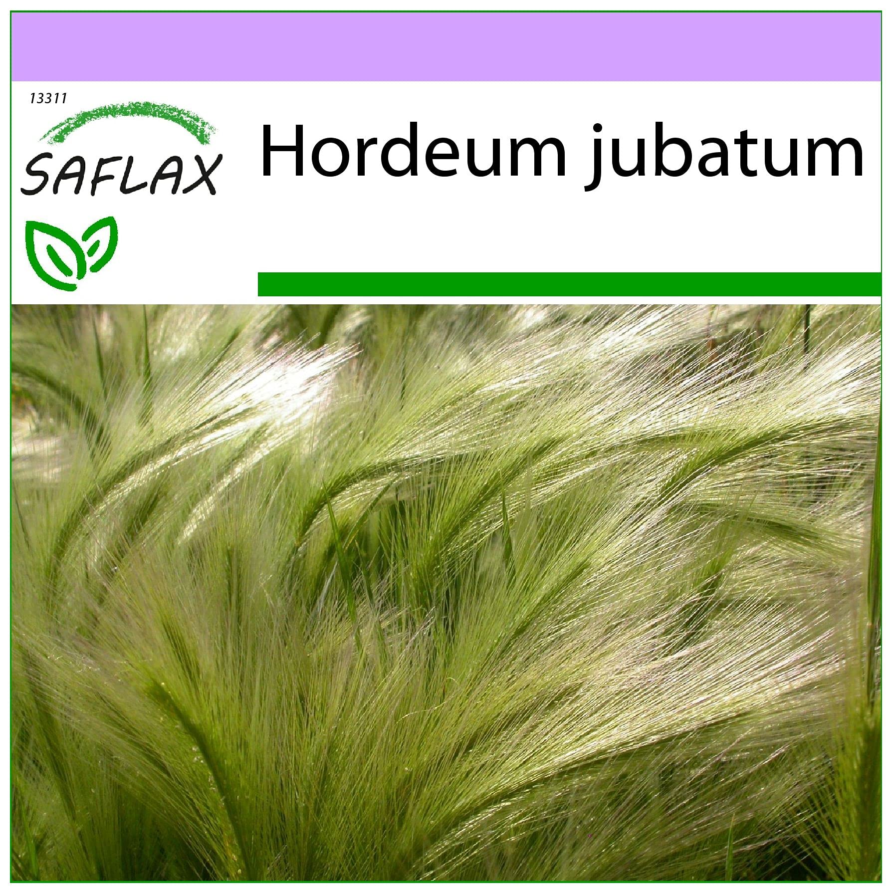 SAFLAX Orge à crinière Hordeum jubatum 70 graines