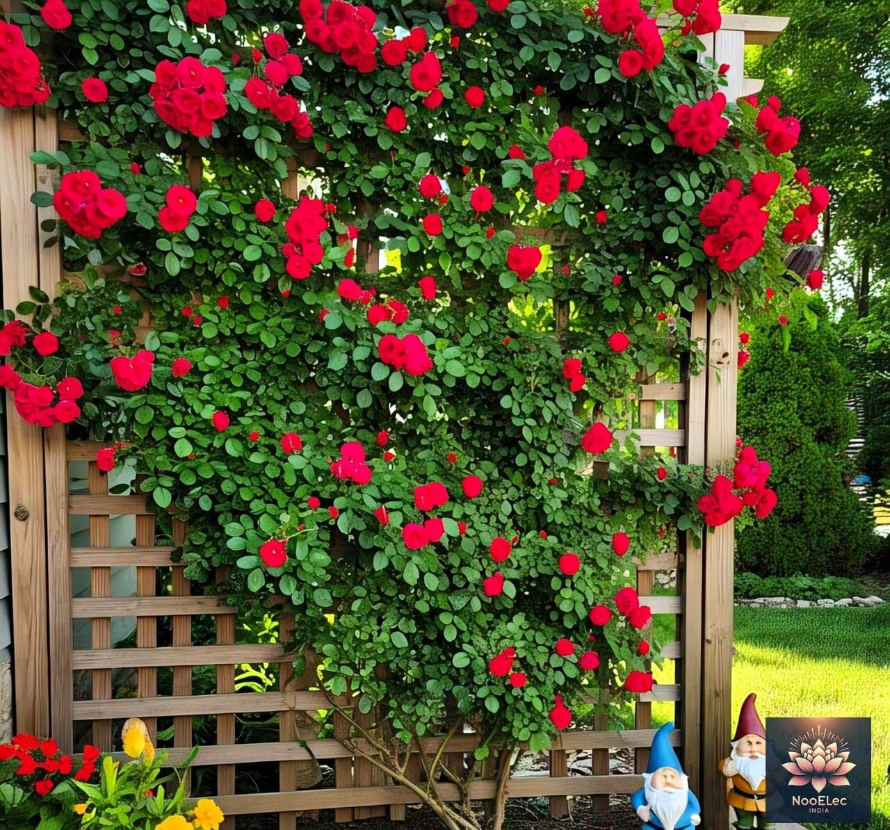 NooElec Seeds India Climbing Rose Flower Seeds, 60 Seeds Pack - Hybrid, Year-Round Blooms, Minimal Care (MIX) - Image 6 thumbnail