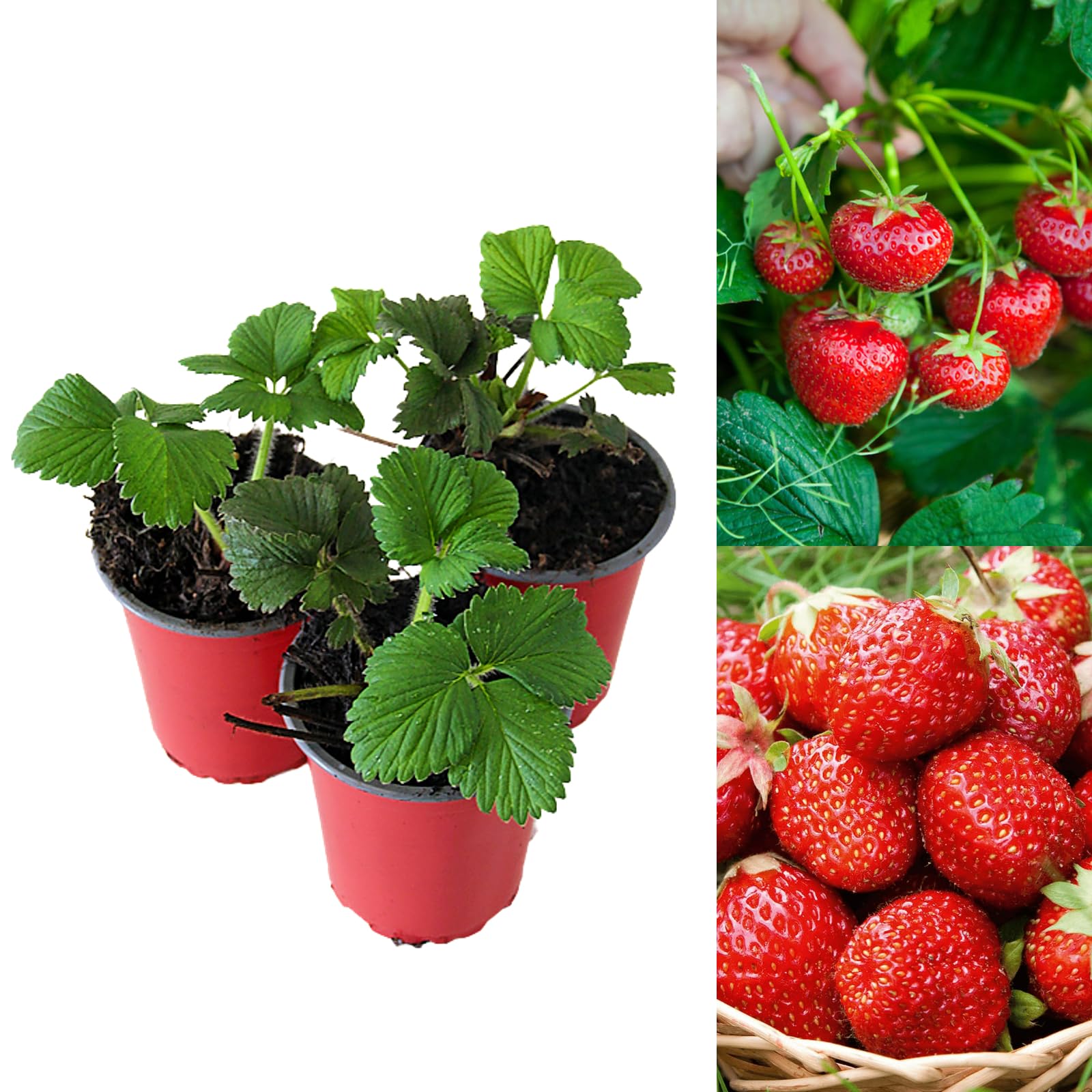 Carbeth Plants - Strawberry Mixed Fruit Plants - Hardy Garden Bushes in 9cm Pots - Grow Your Own (12)