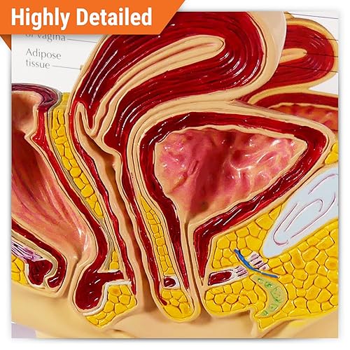 Vista 2 de GPI Anatomicals - Female Pelvis Model, Replica for Human Anatomy and Physiology Education, Anatomy Model for Doctor's Offices and Classrooms