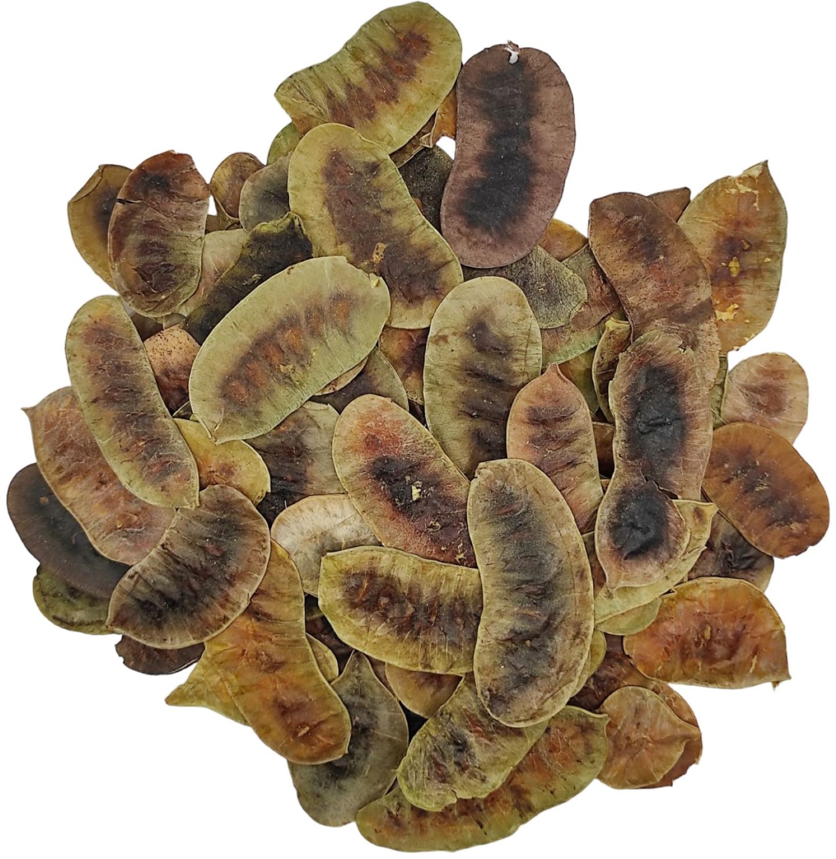 Getrocknete Senna Schoten Kräutertee 85g - 1,95 KG Prämie Qualität Senna Alexandrina (1950 gramm)