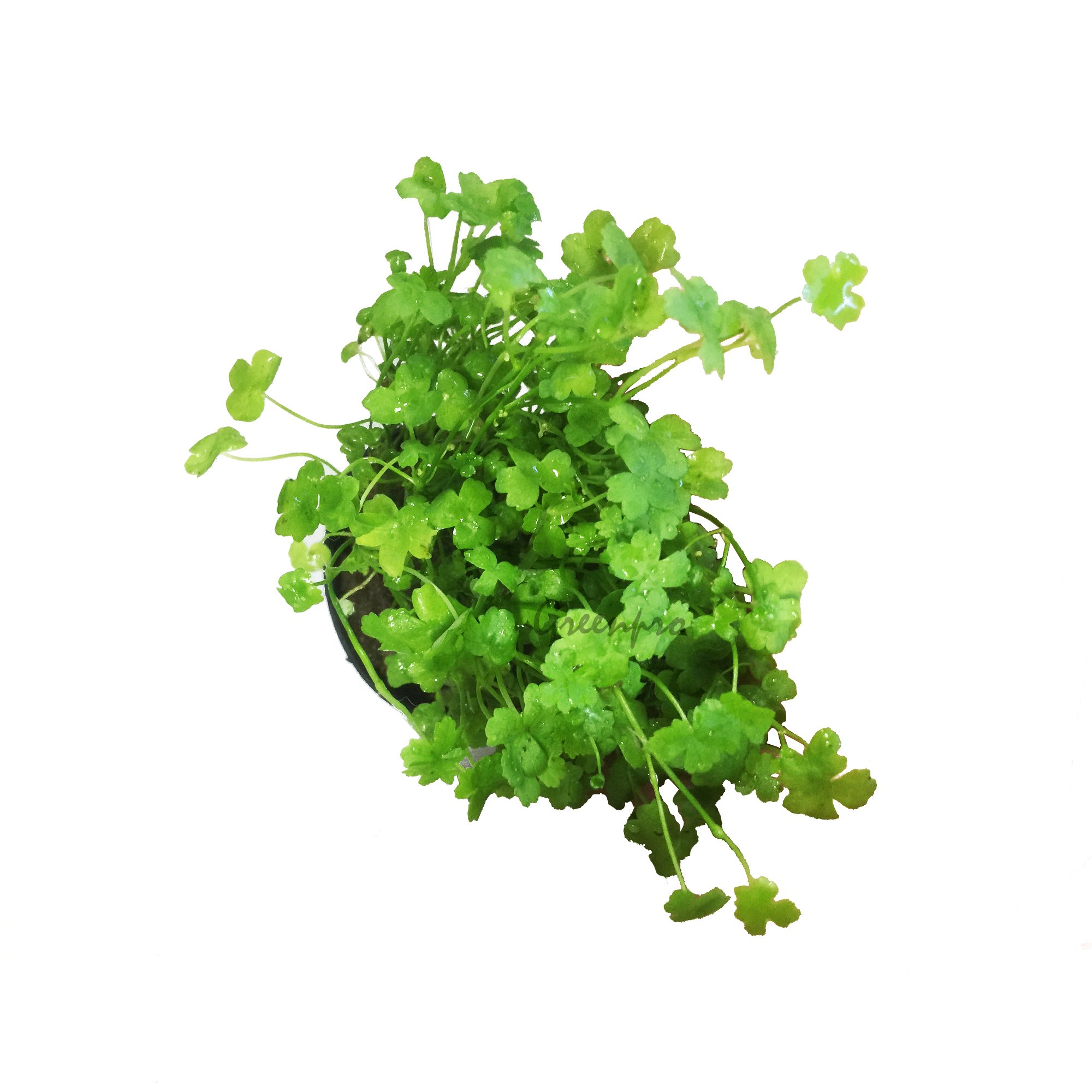 Amazon.com: Greenpro Hydrocotyle Tripartita Japan | Dwarf