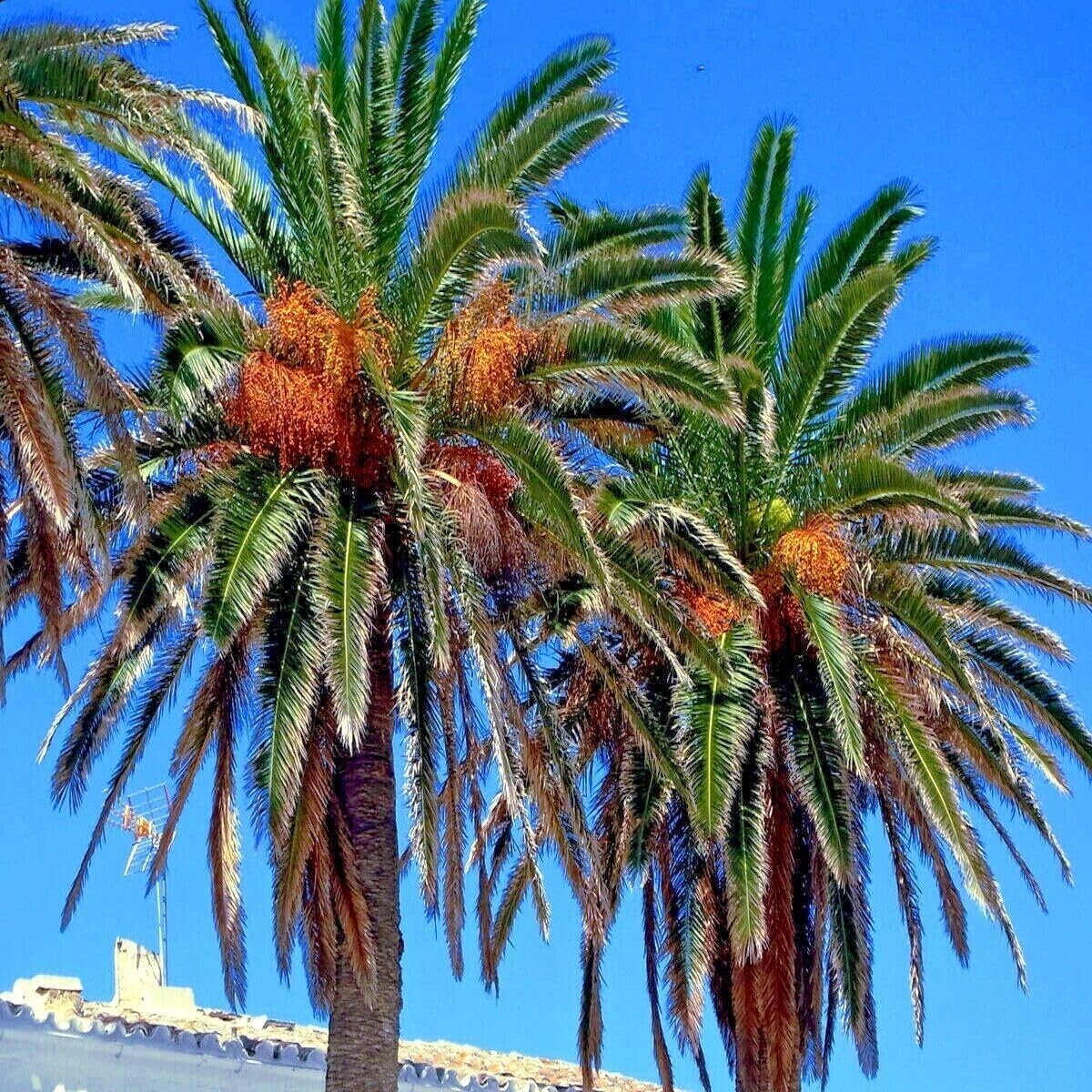 10 Seeds Date Palm Tree Seeds Phoenix Dactylifera Edible Fruit ...