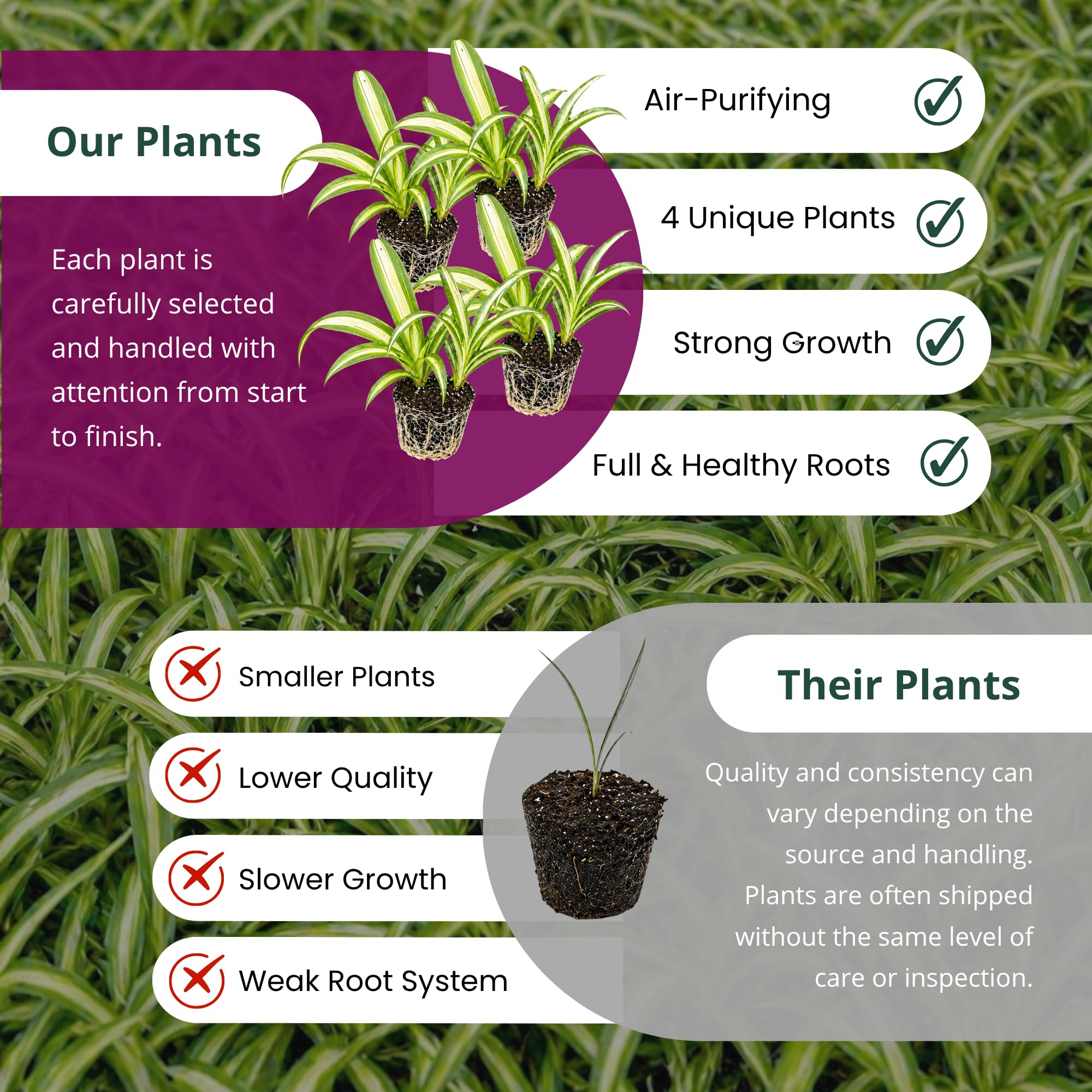 Amazon.com : Spider Plant Variety Pack - 4 Spider Plants Live House Plants  - Ocean, Hawaiian, Green, Bonnie Curly - Perfect for Home Garden & Office  Decor - Ideal for Indoor Air